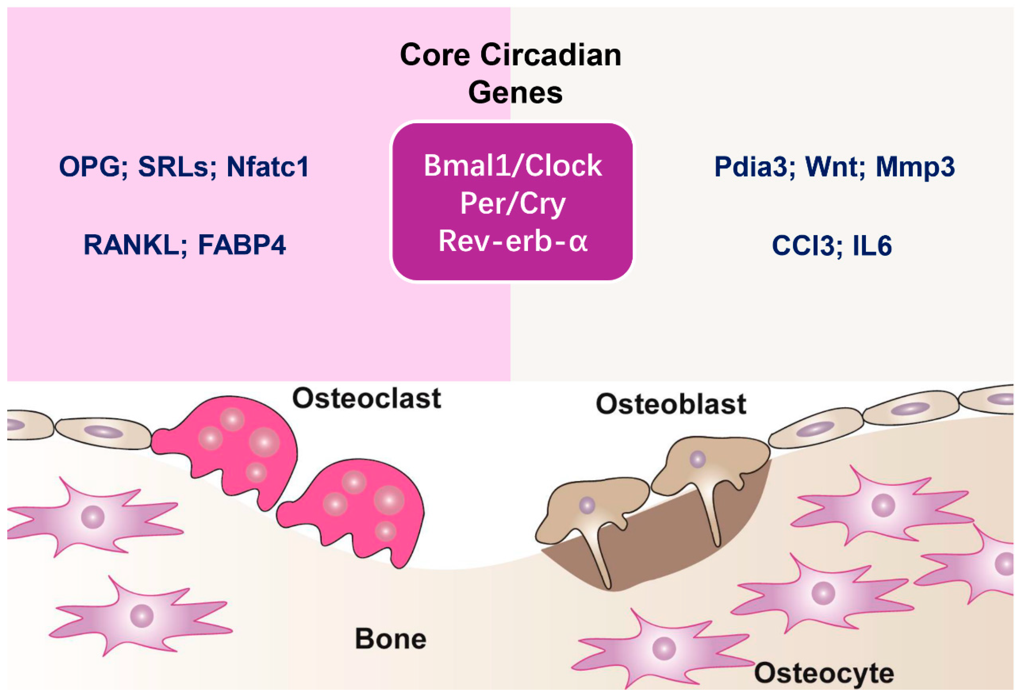 Biomedicines 13 00705 g001