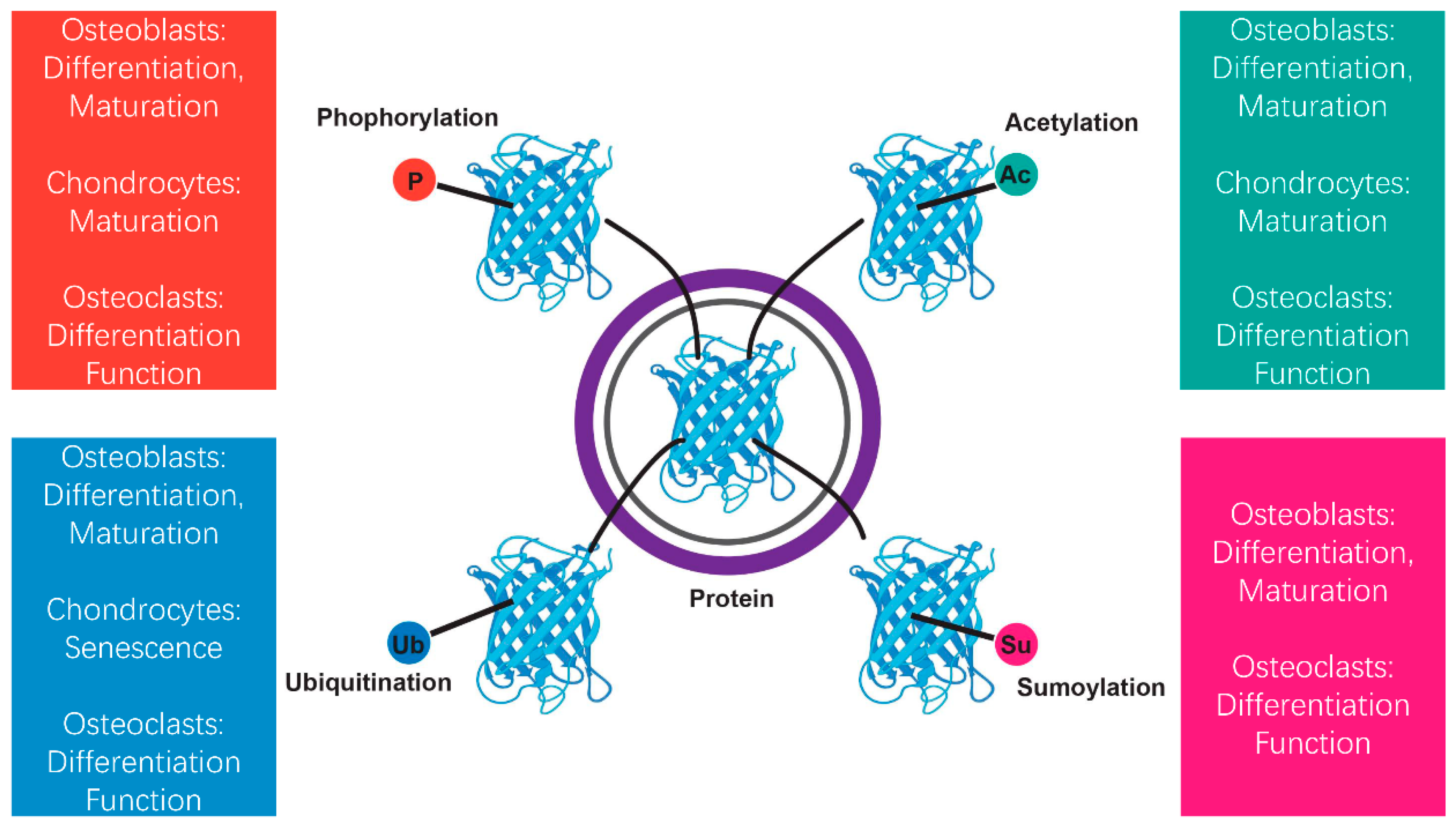 Biomedicines 13 00705 g002