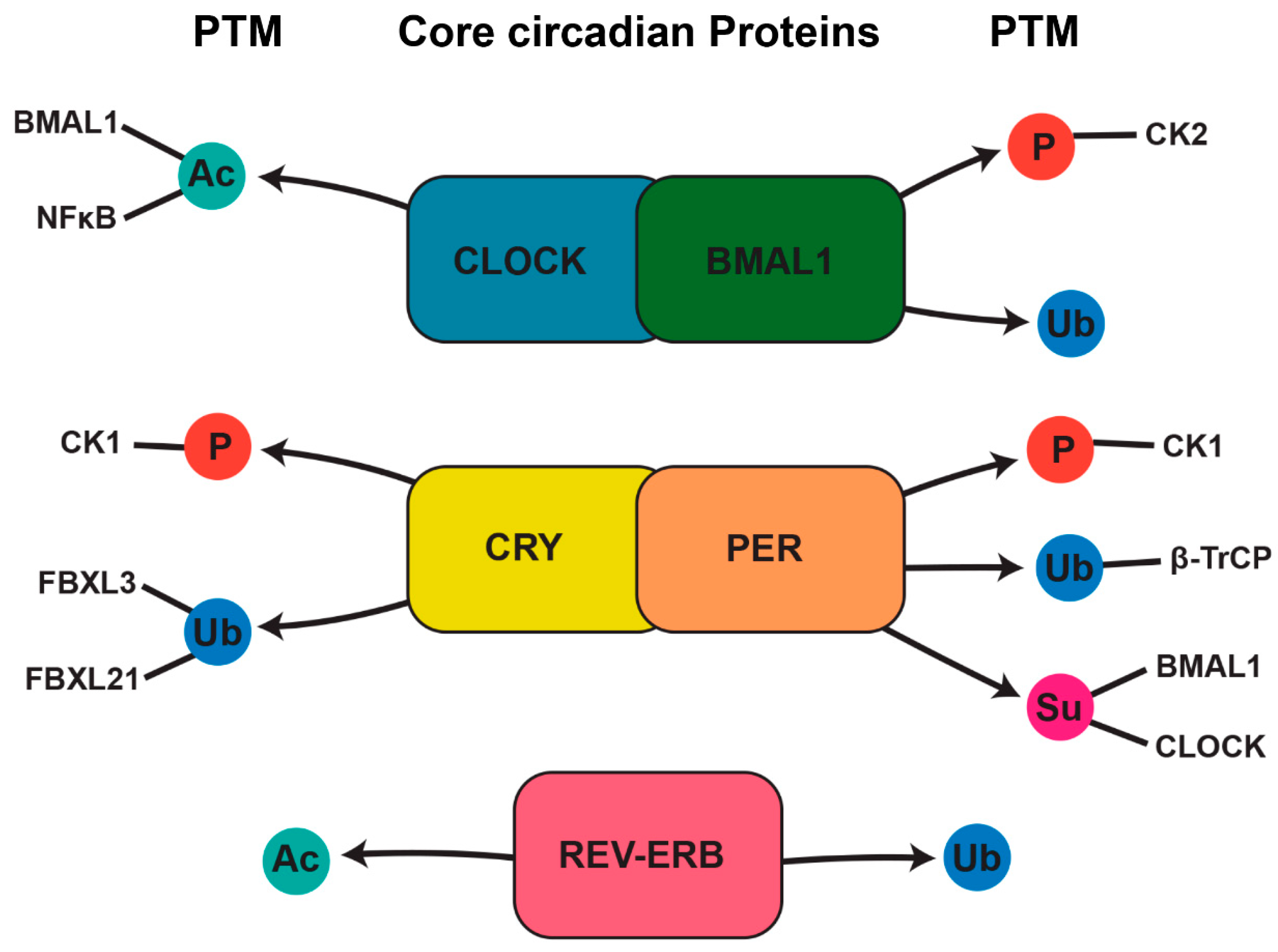 Biomedicines 13 00705 g003