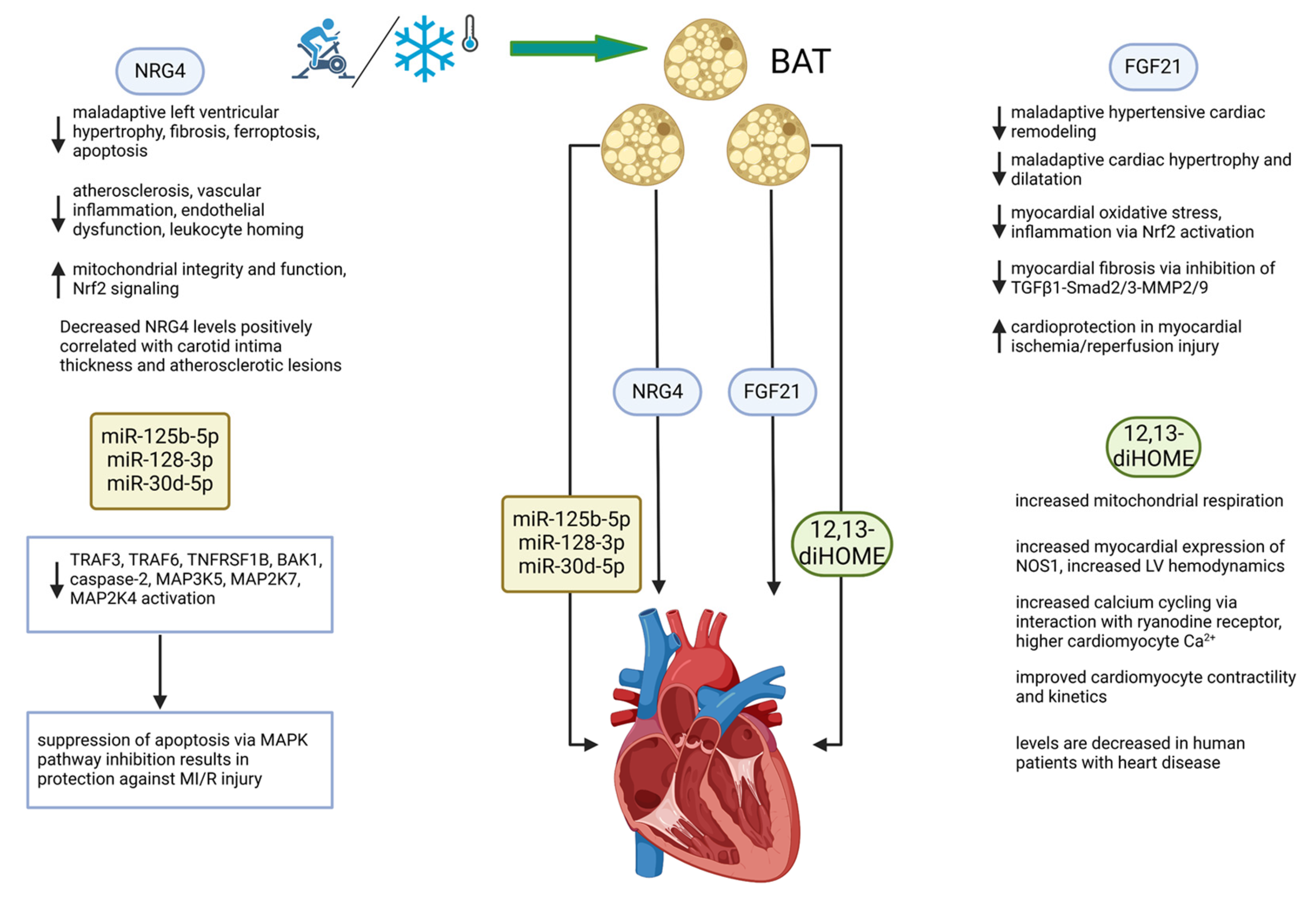 Biomedicines 13 00710 g002