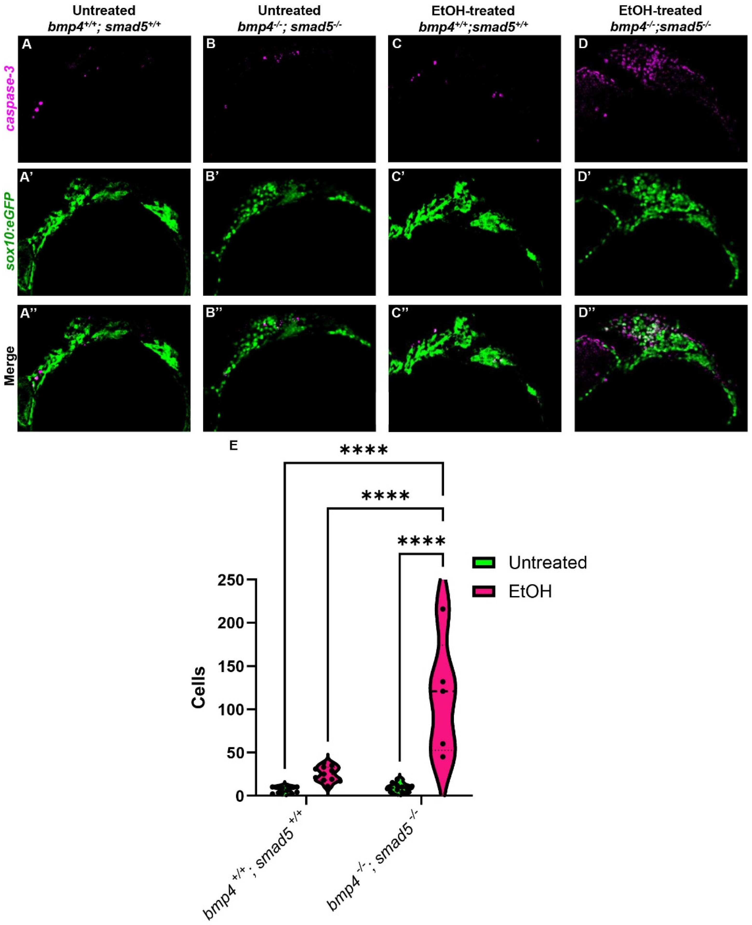 Biomedicines 13 00755 g005