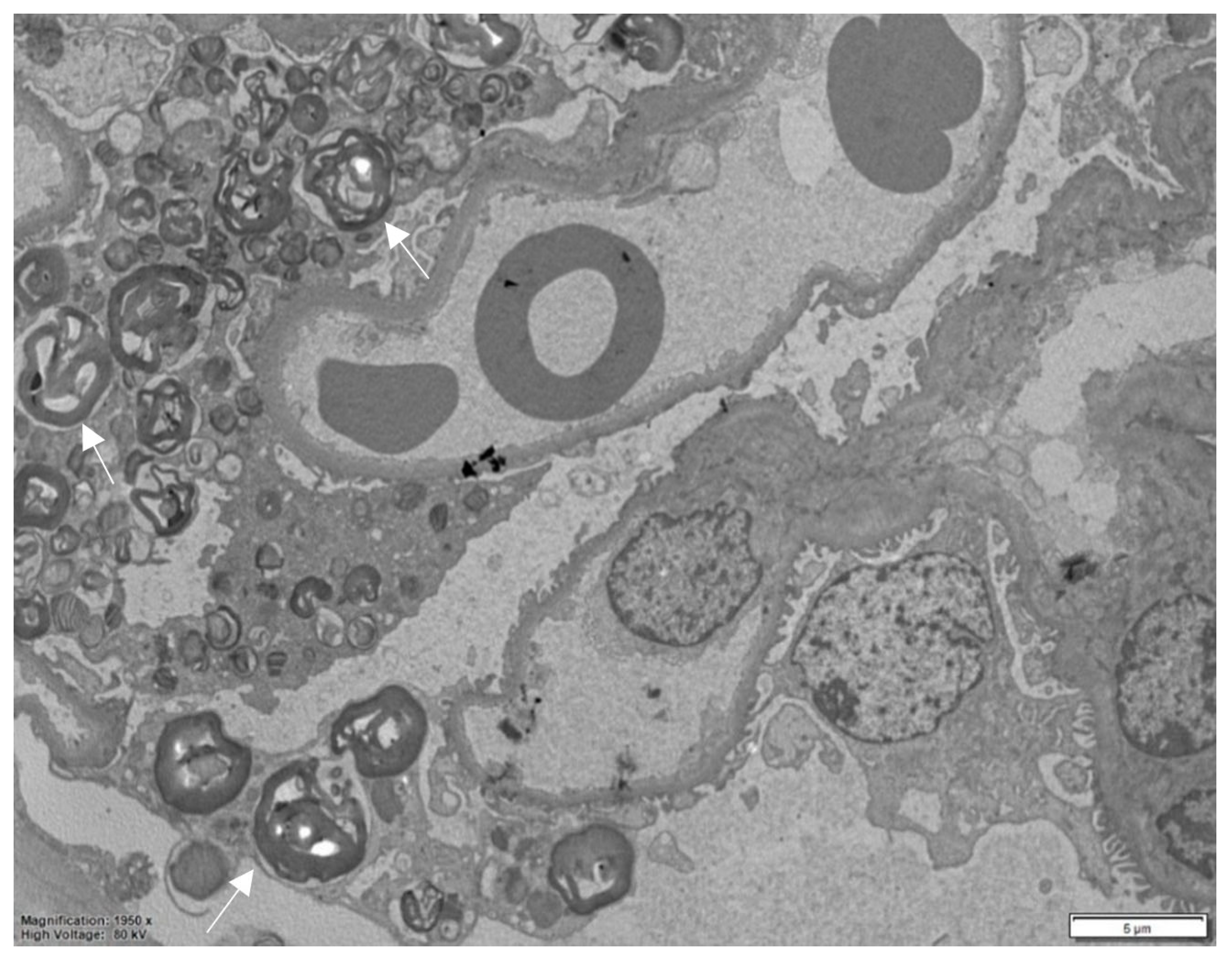 Biomedicines 13 00767 g003