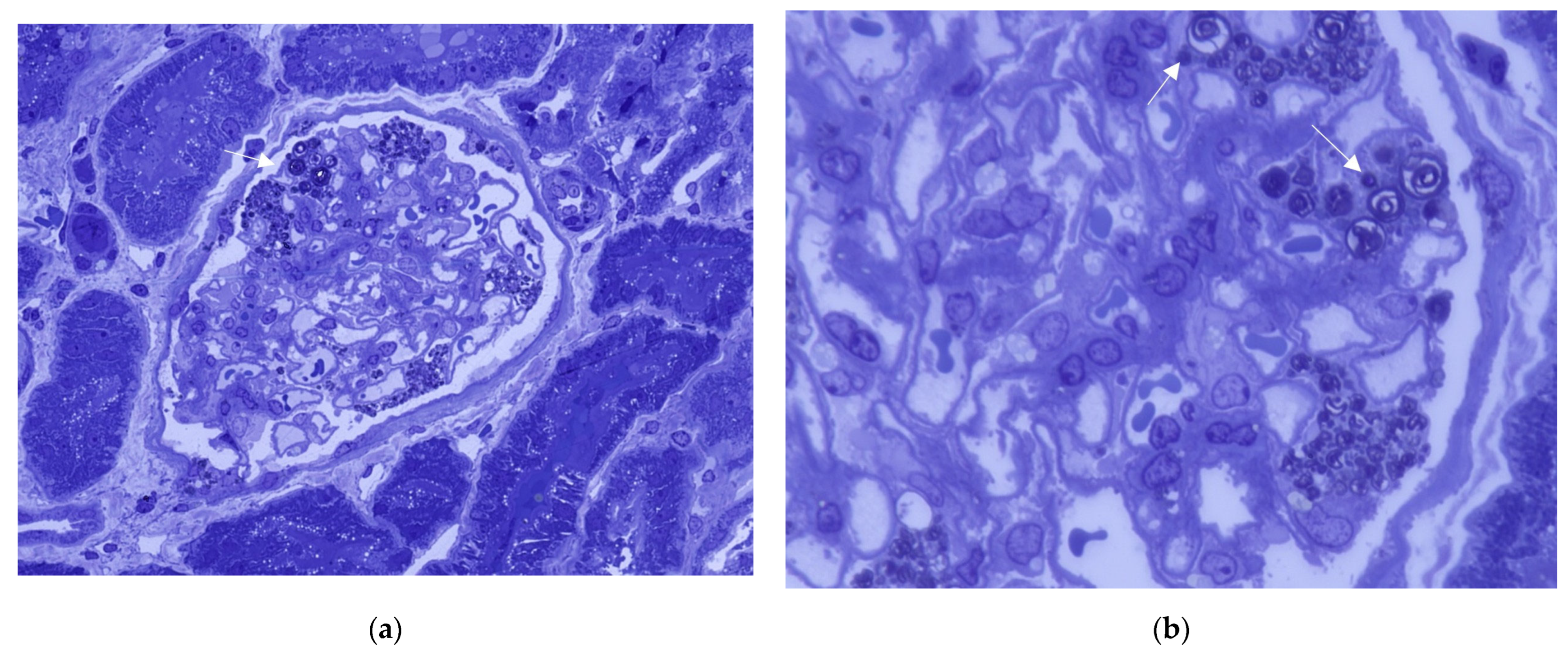 Biomedicines 13 00767 g004