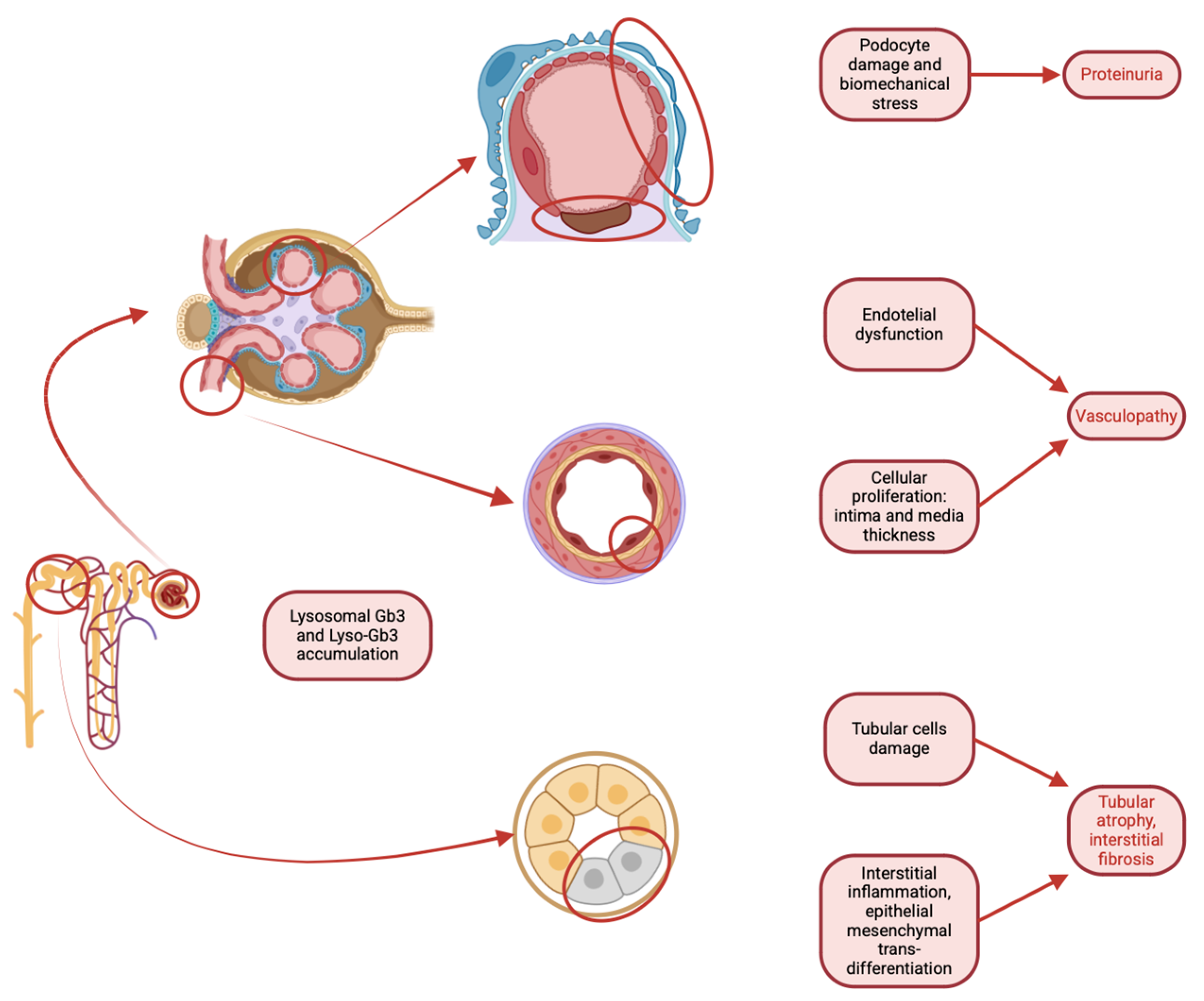 Biomedicines 13 00767 g005