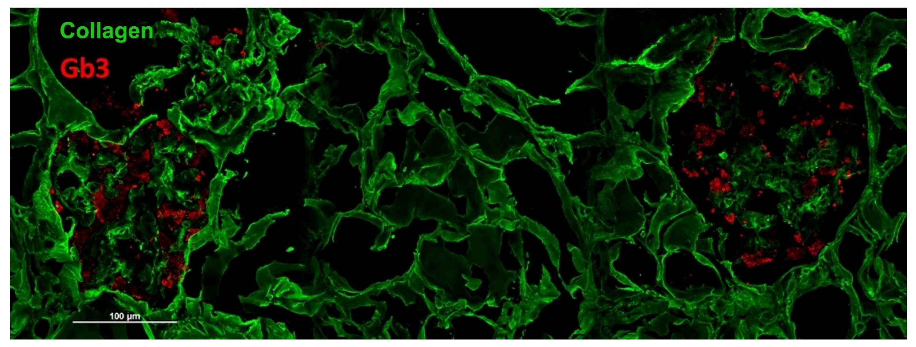 Biomedicines 13 00767 g006