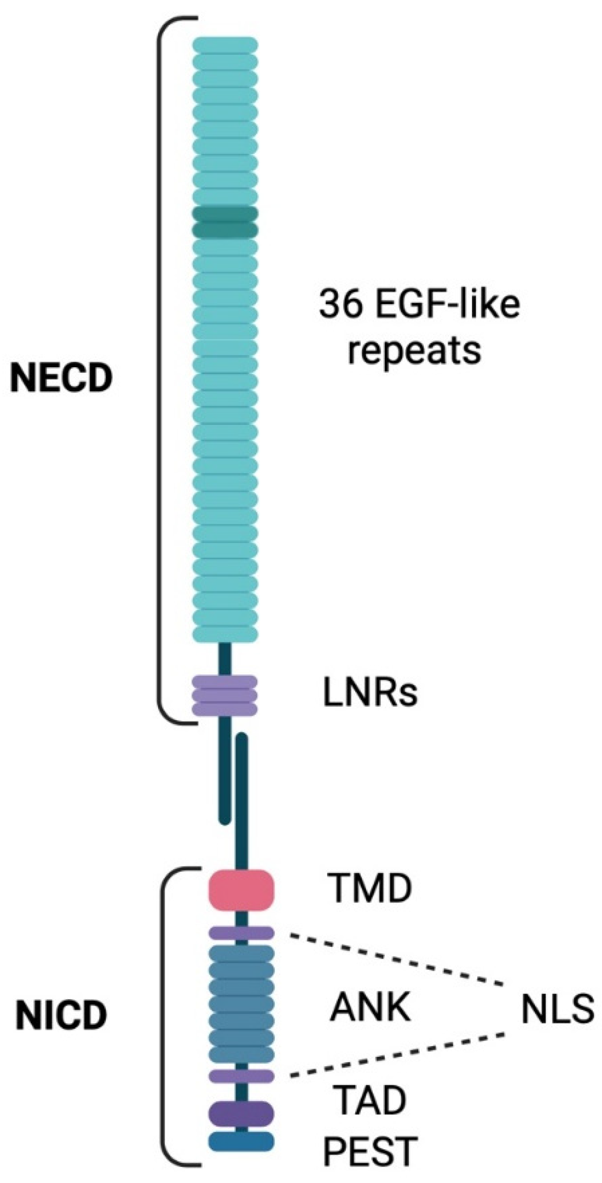 Biomedicines 13 00768 g001