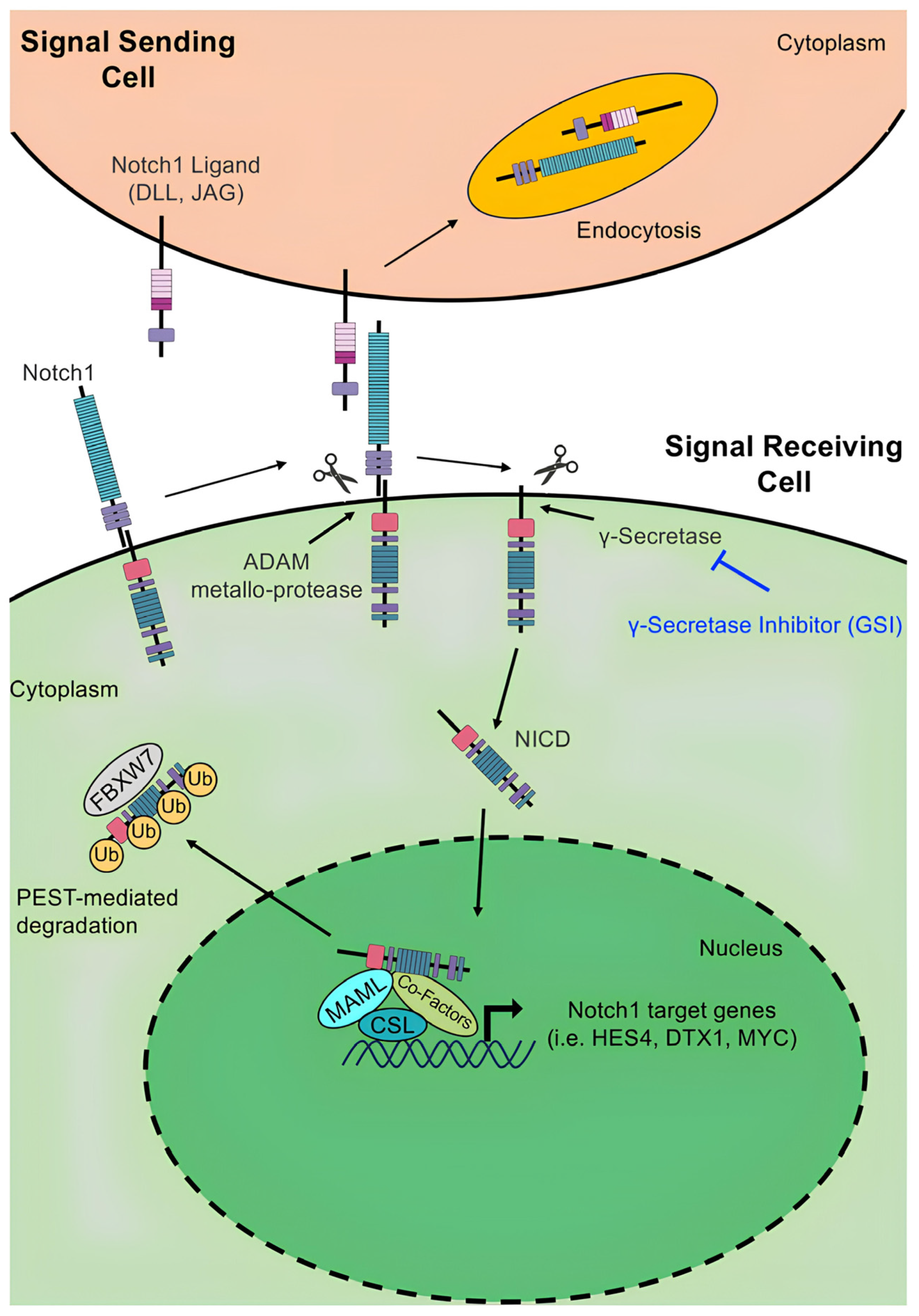 Biomedicines 13 00768 g002