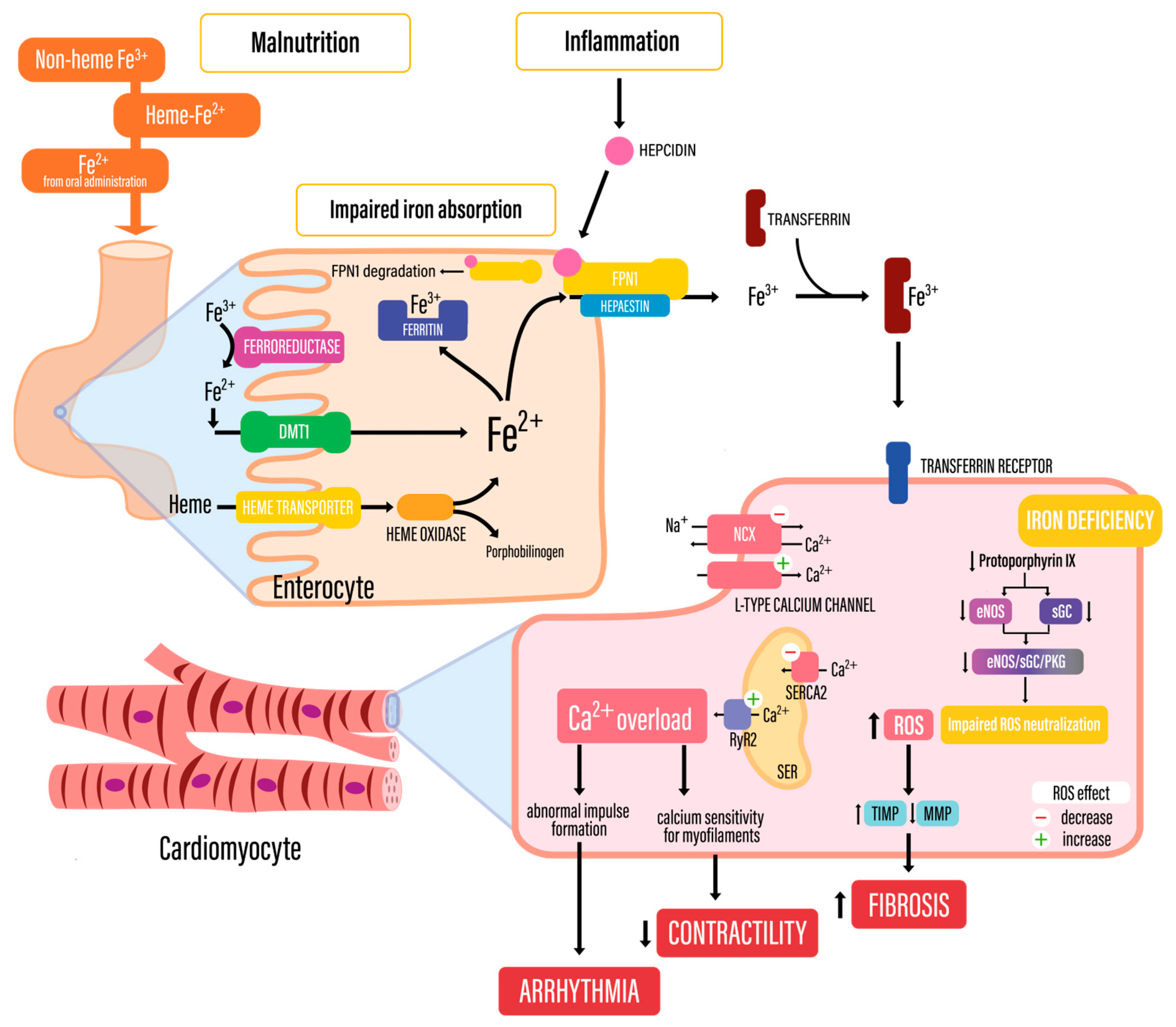 Biomedicines 13 00769 g002
