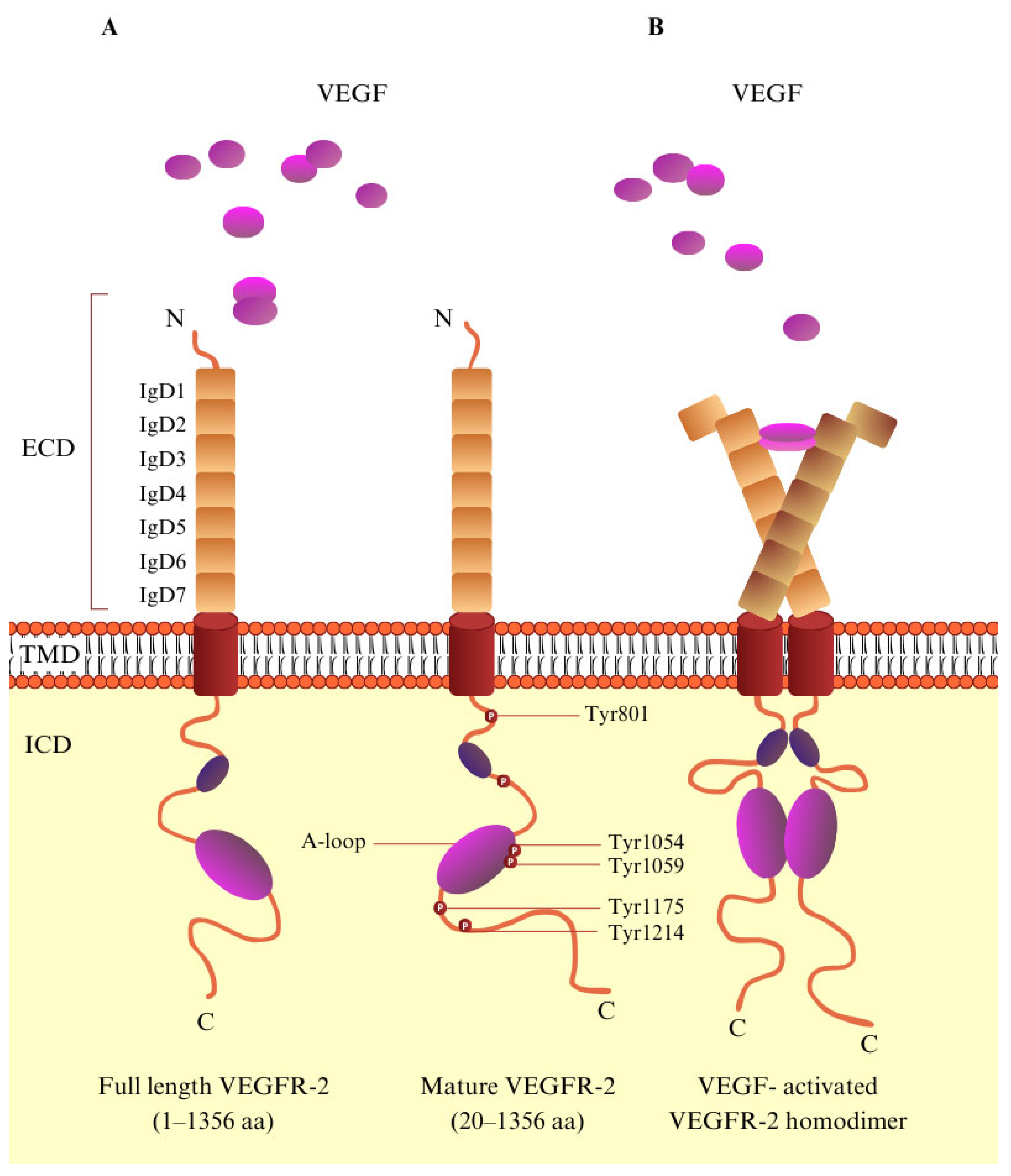 Biomedicines 13 00772 g002