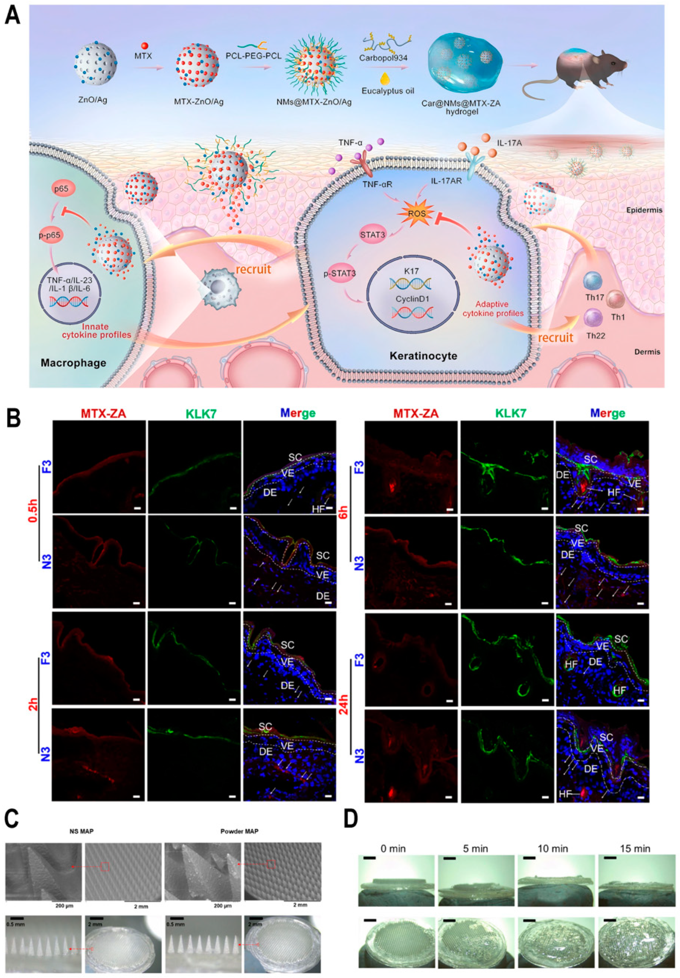 Biomedicines 13 00781 g002