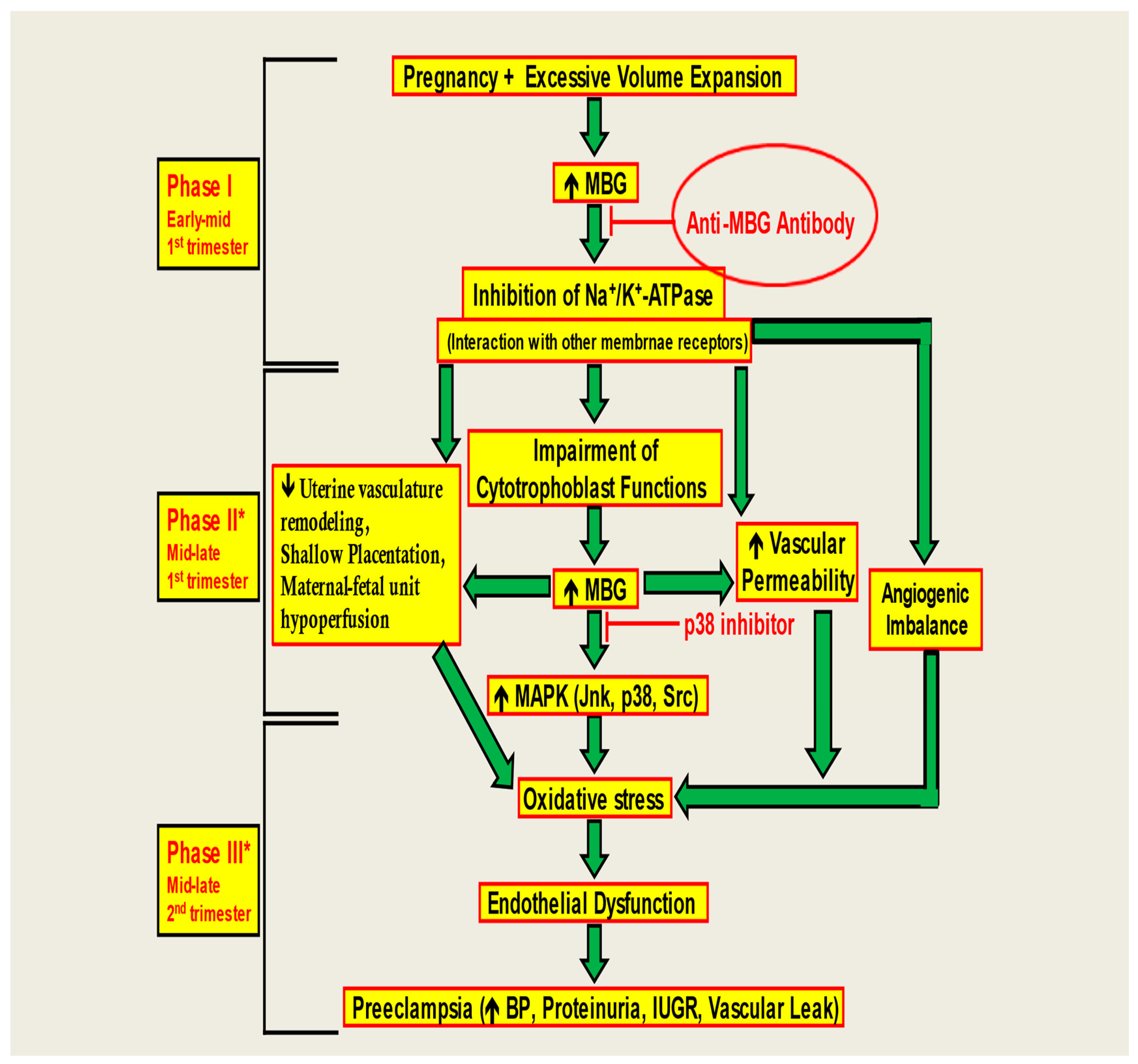 Biomedicines 13 00782 g005