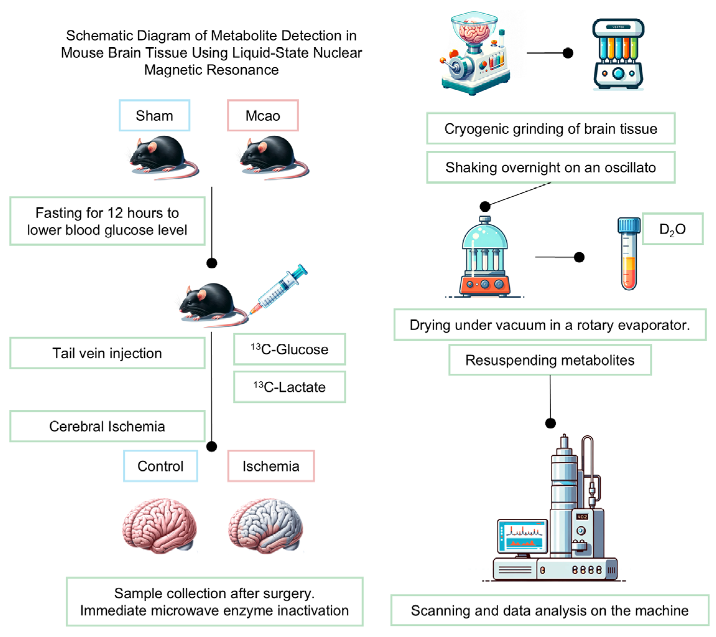 Biomedicines 13 00789 i001