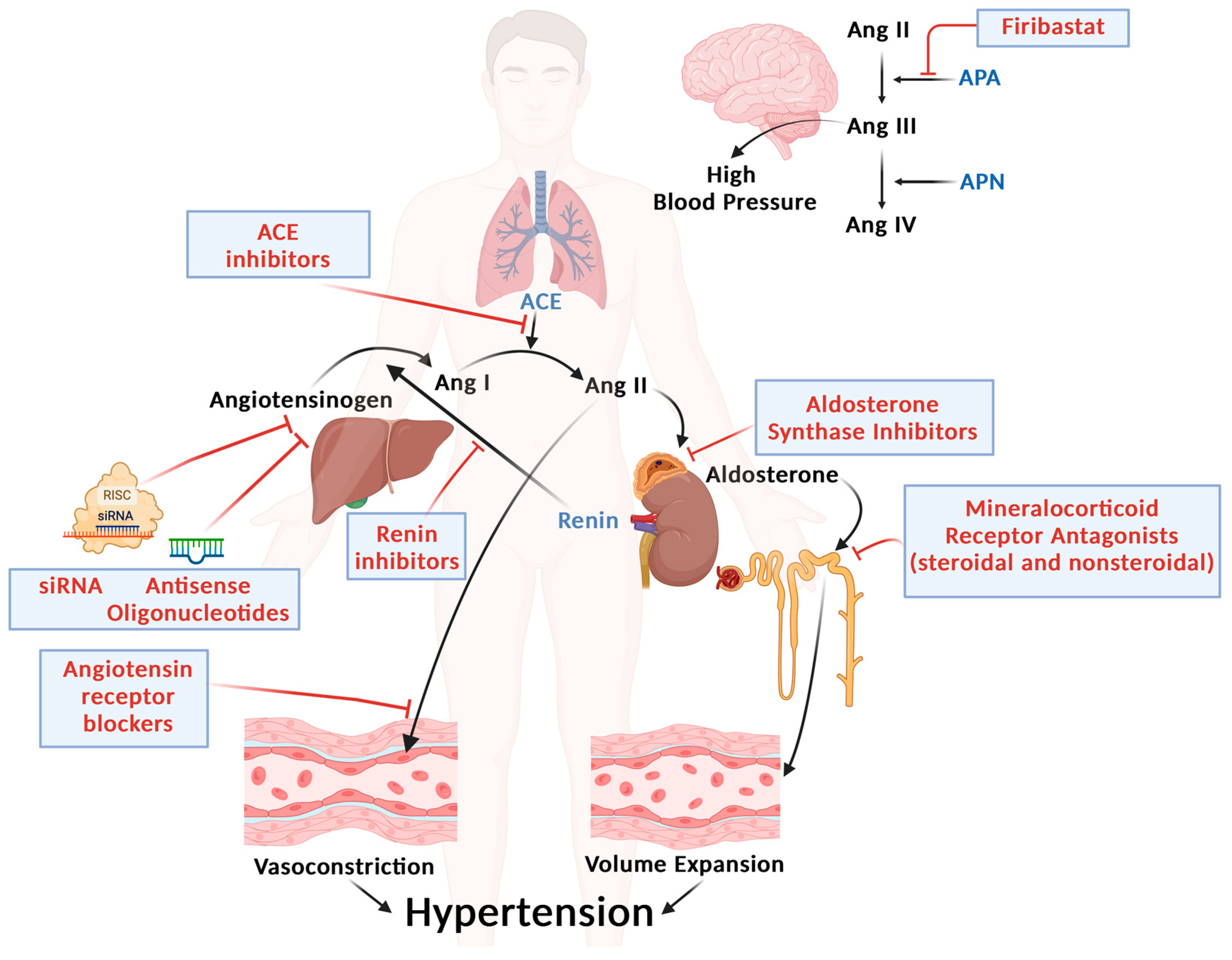 Biomedicines 13 00790 g001 Biomedicines 13 00790 g001