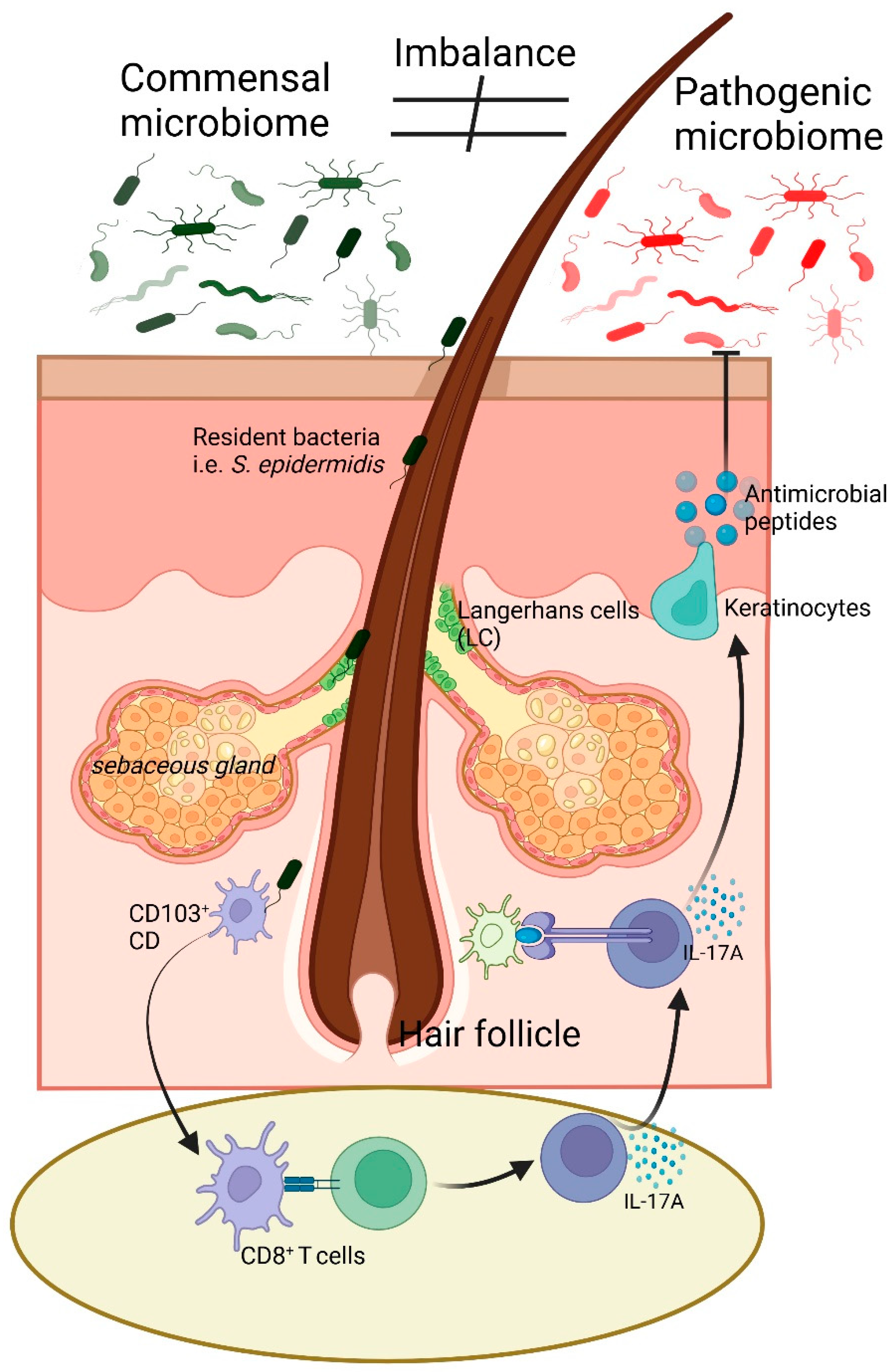 Biomedicines 13 00791 g001