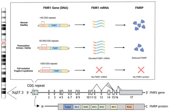 Biomedicines 13 00805 g002
