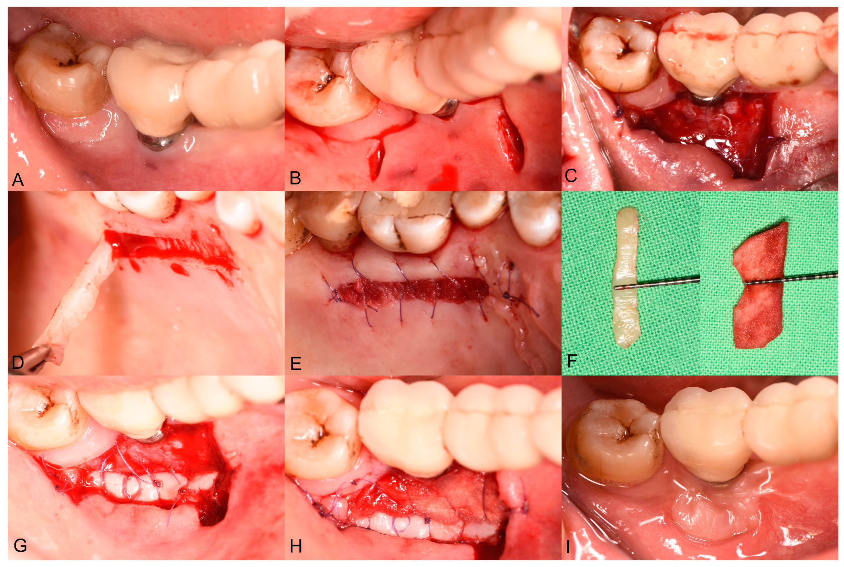 Biomedicines 13 00806 g001