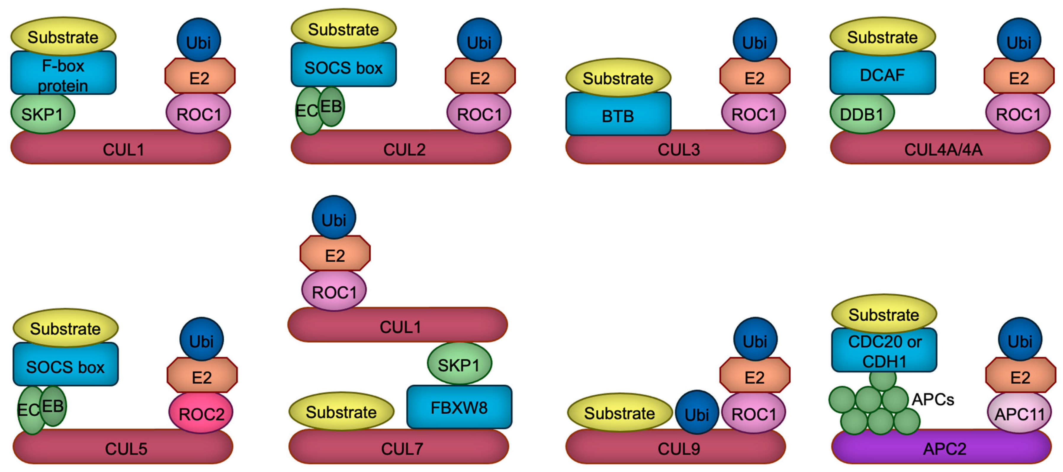 Biomedicines 13 00810 g001