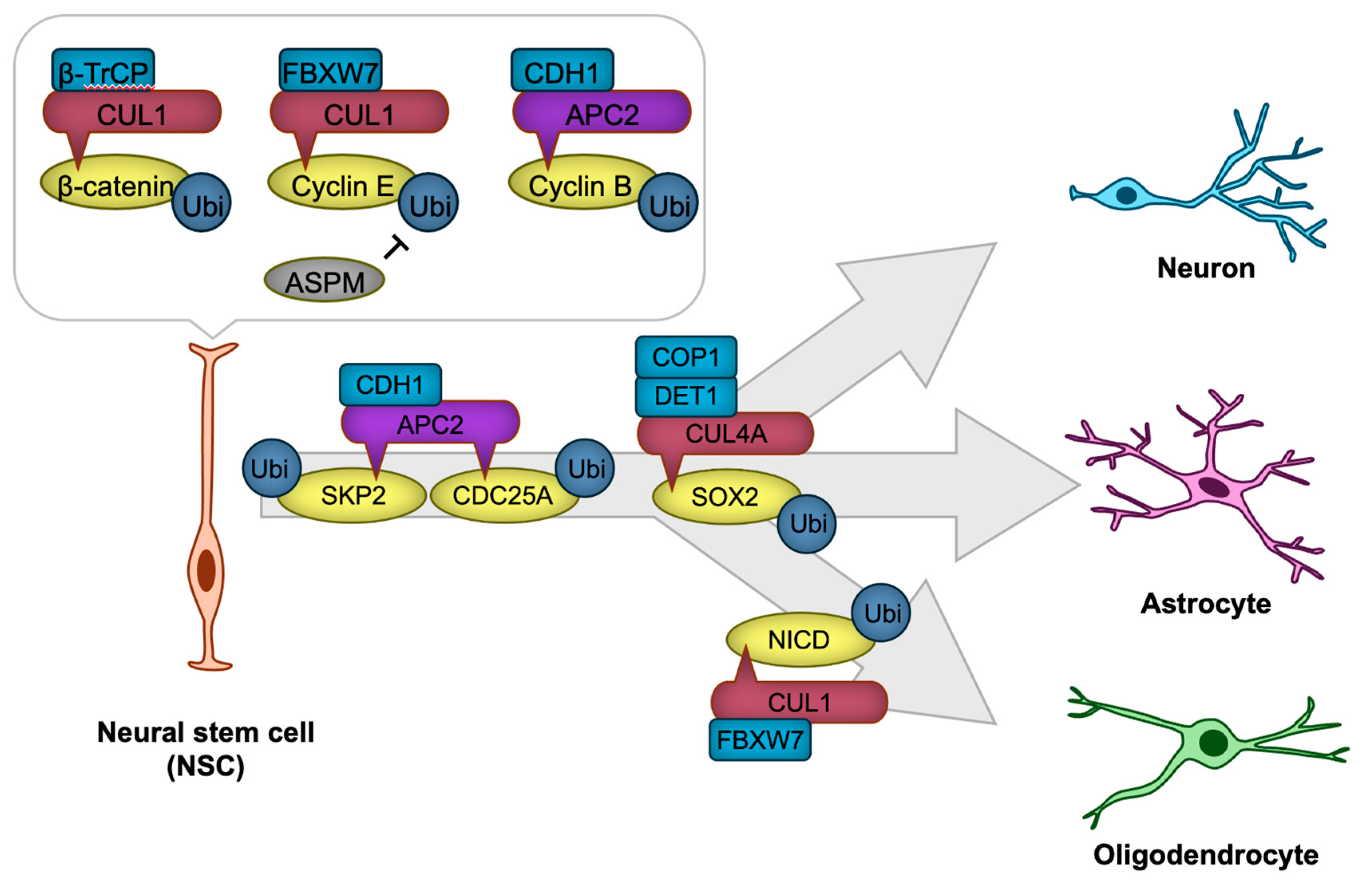 Biomedicines 13 00810 g003
