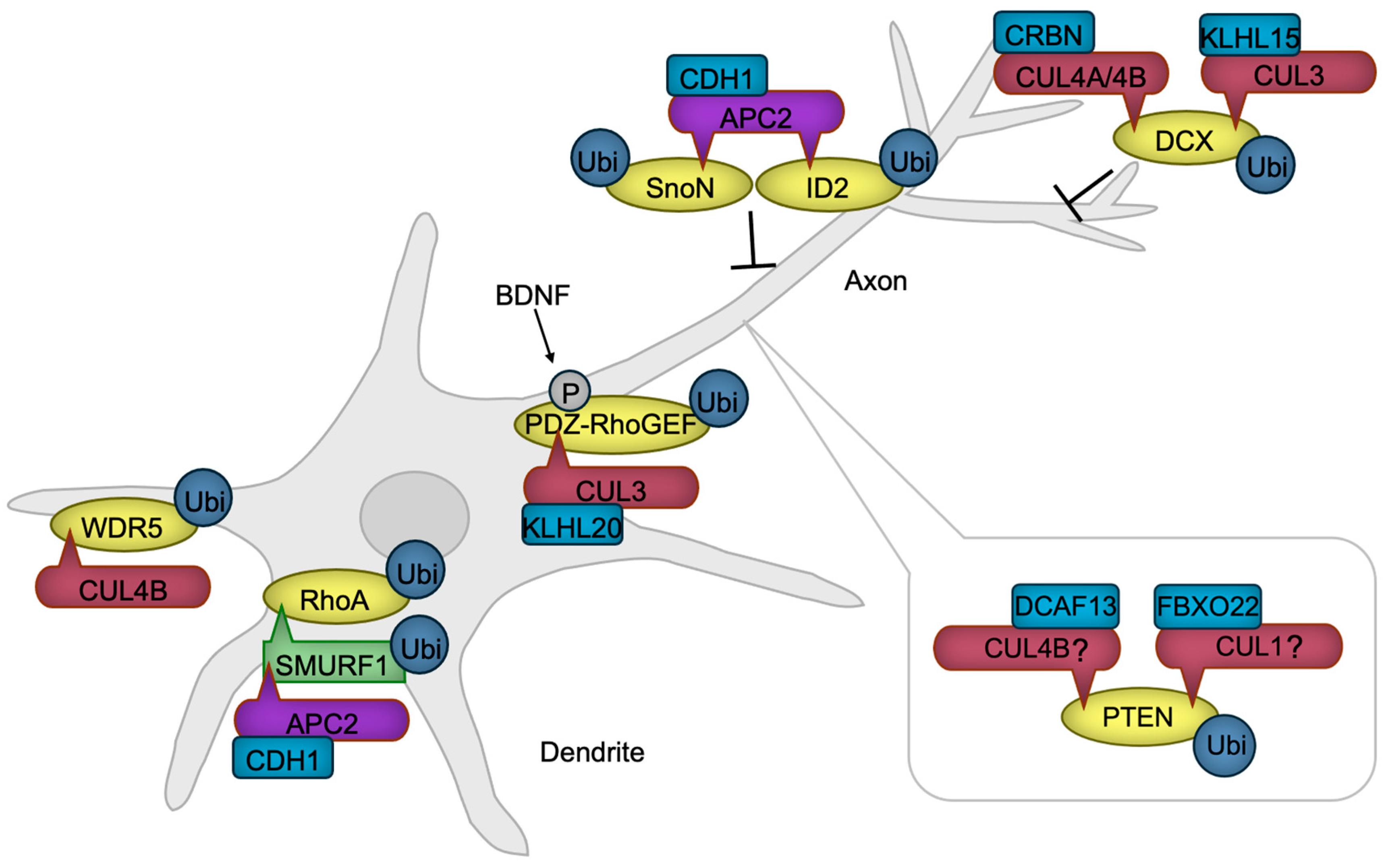 Biomedicines 13 00810 g004