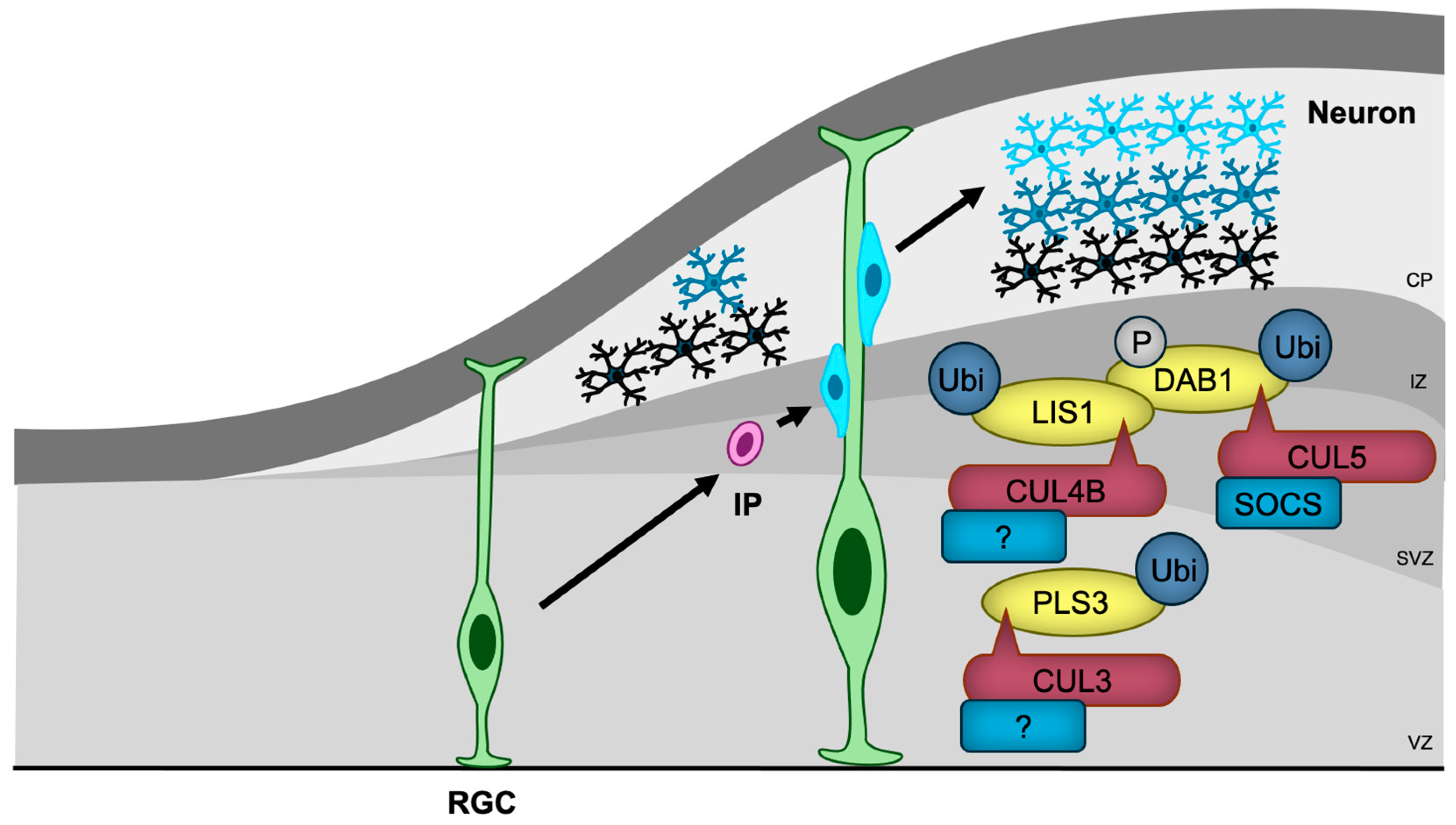 Biomedicines 13 00810 g005