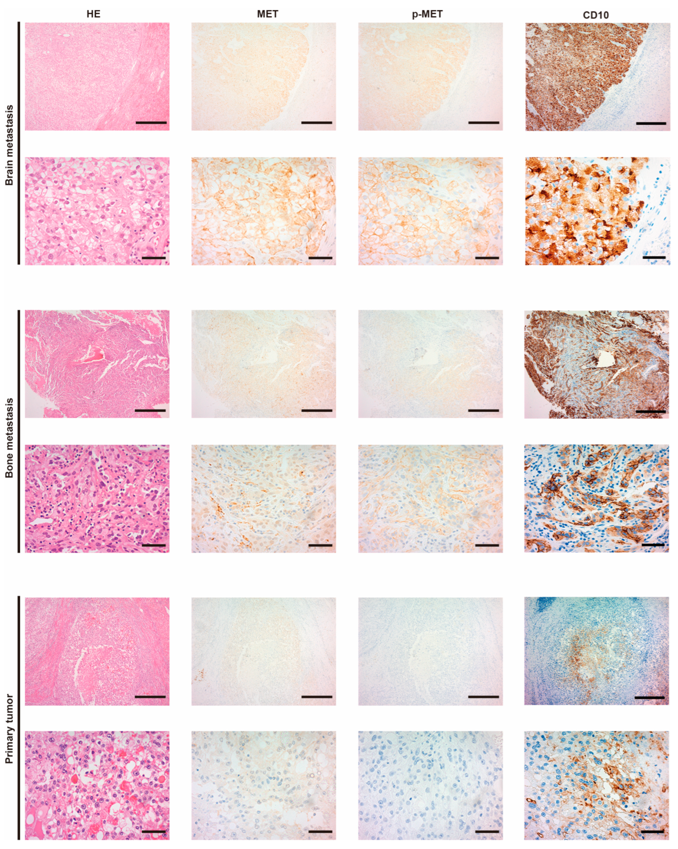 Biomedicines 13 00811 g001