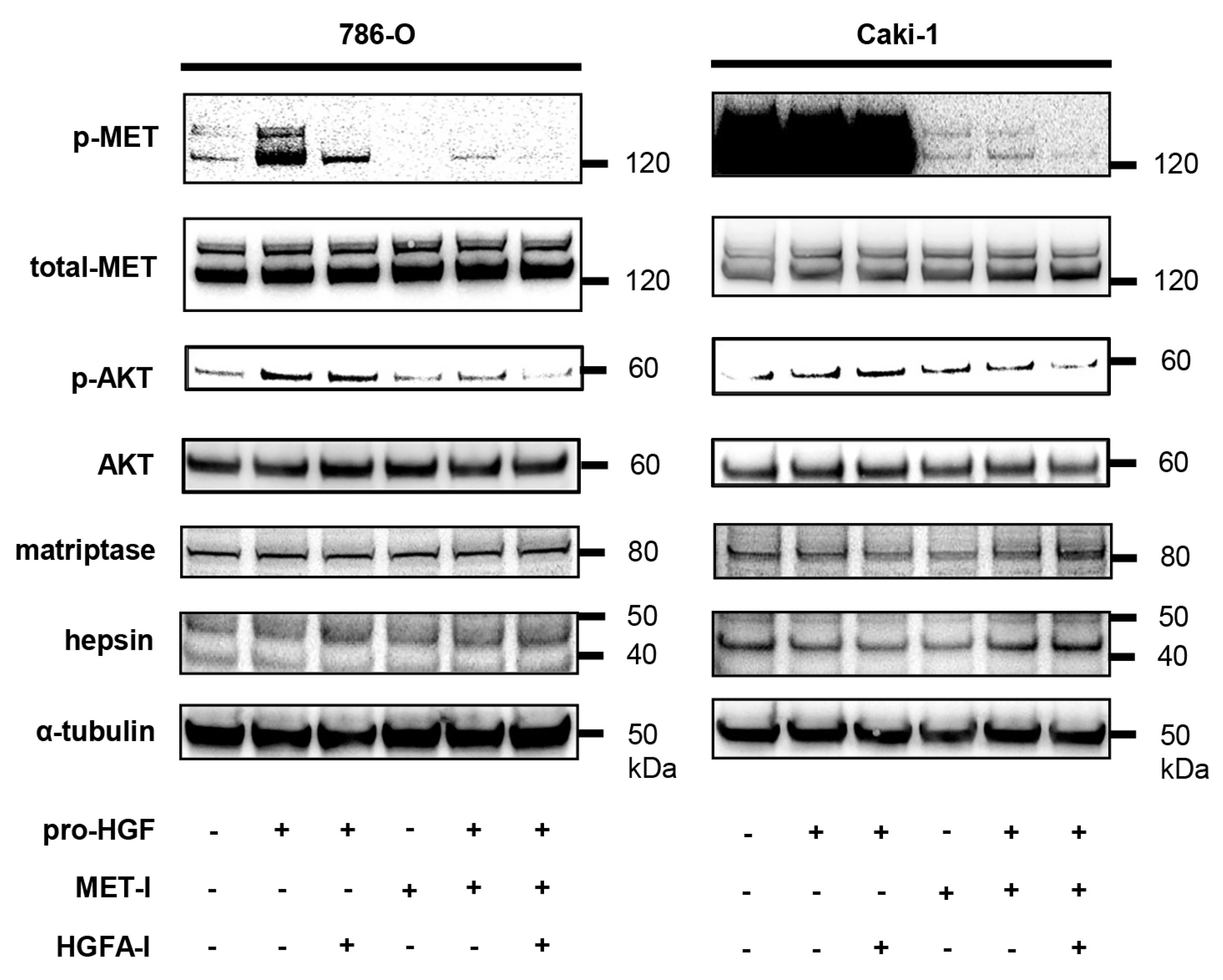 Biomedicines 13 00811 g003