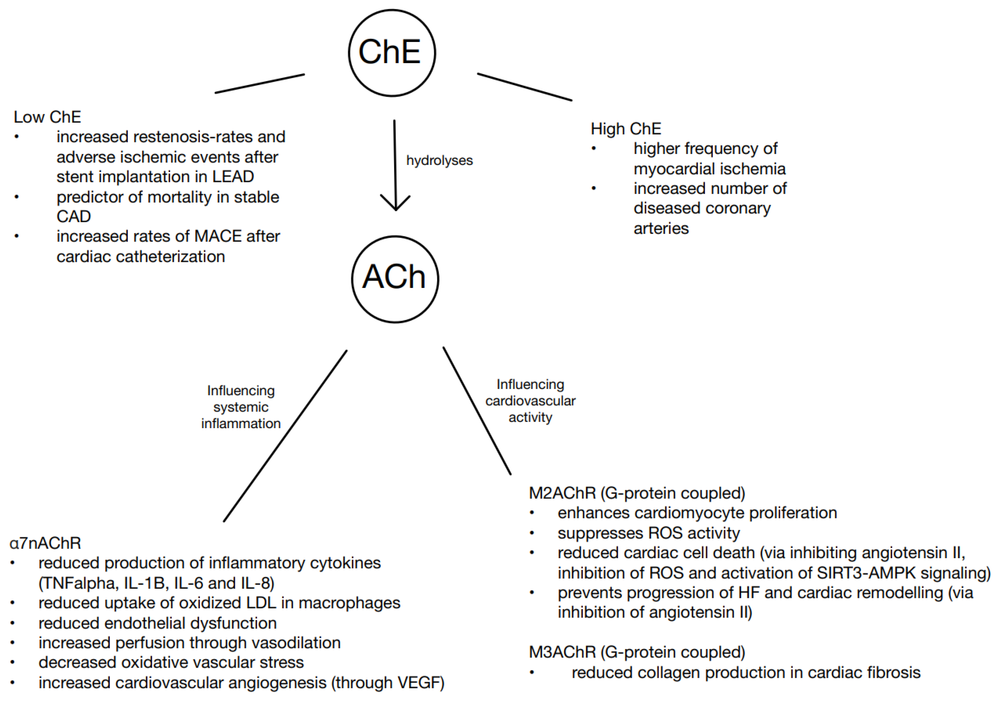 Biomedicines 13 00823 g001