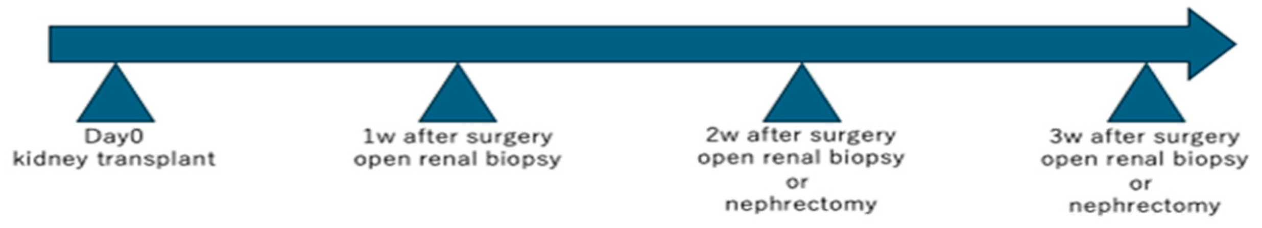 Biomedicines 13 00831 g001