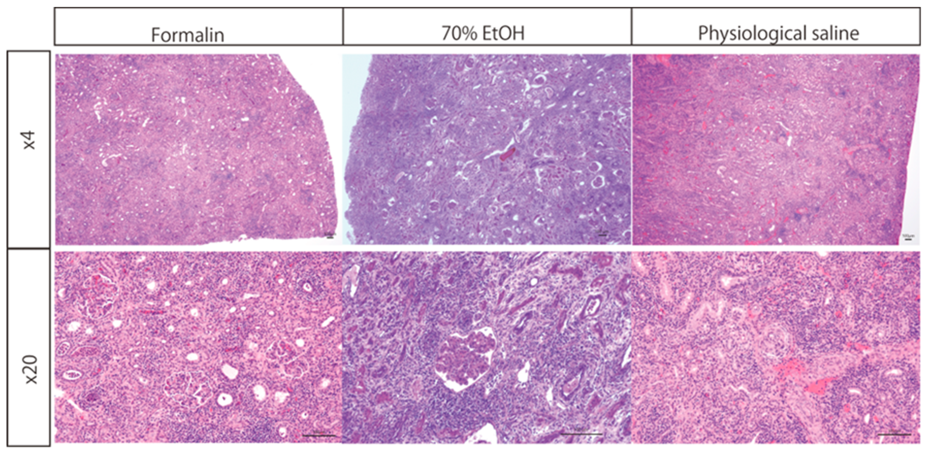 Biomedicines 13 00831 g002