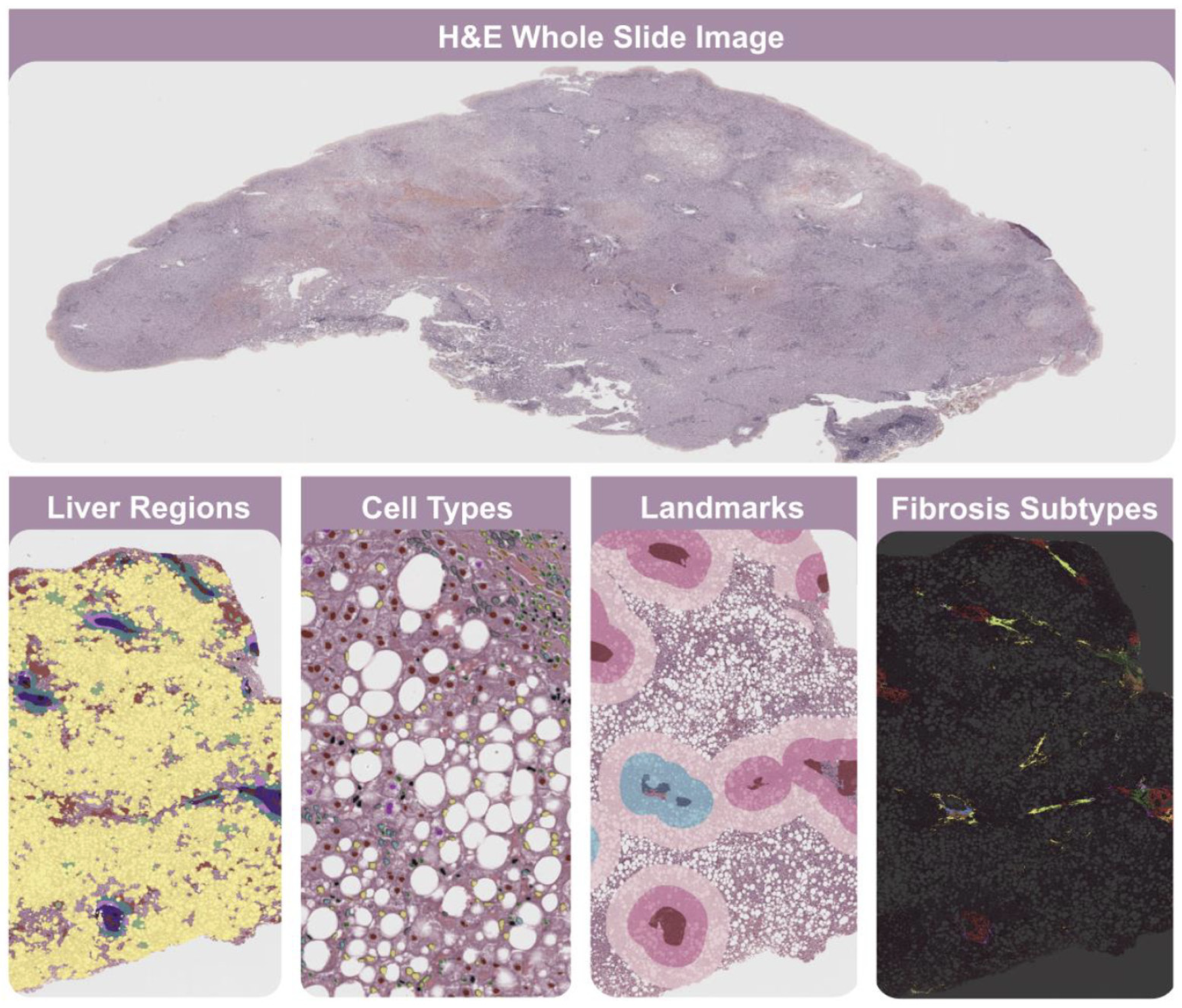 Biomedicines 13 00846 g001
