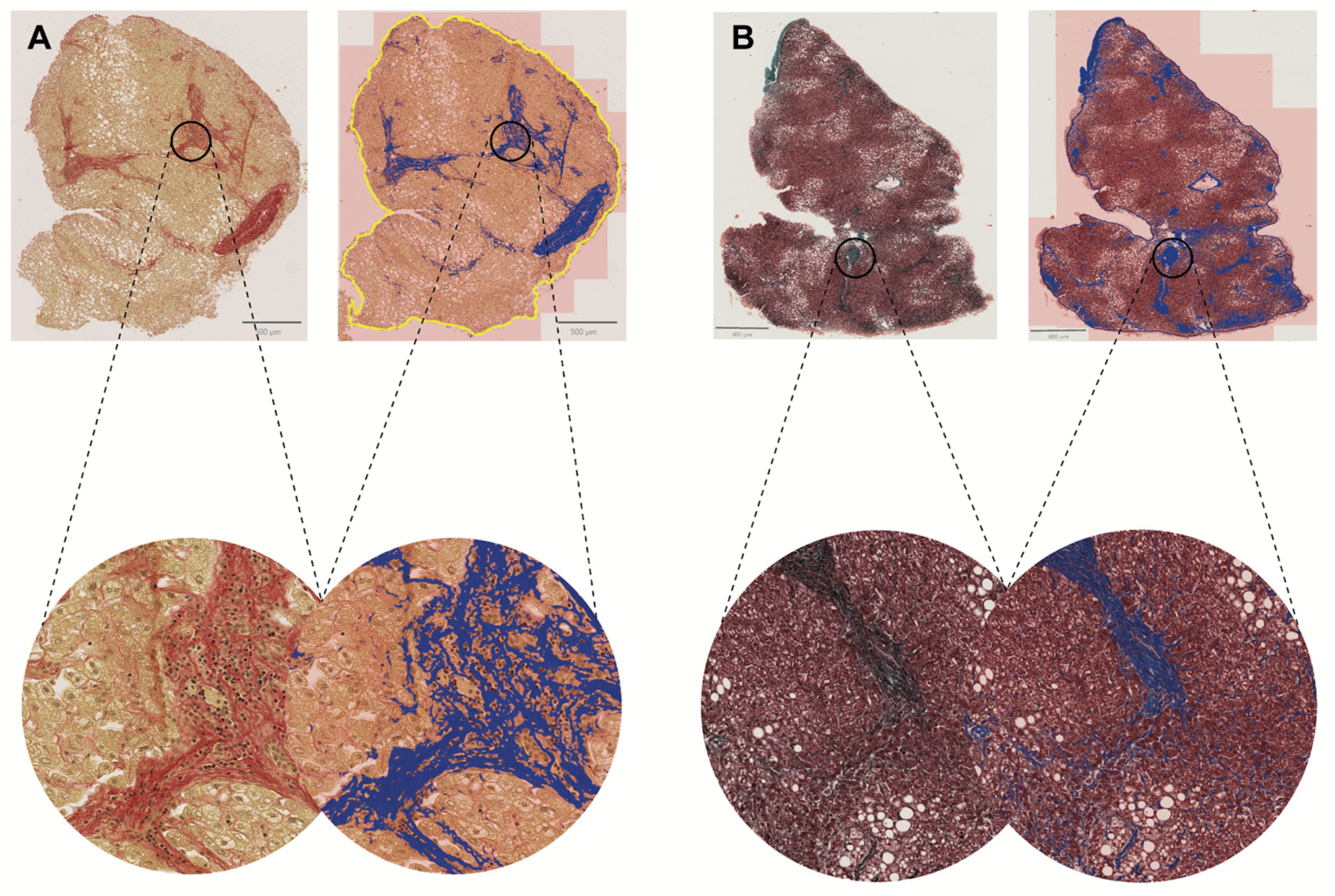 Biomedicines 13 00846 g005