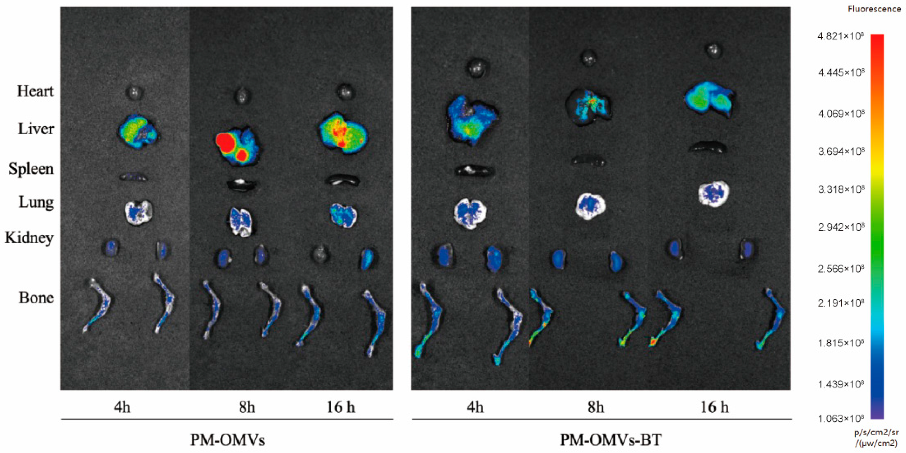 Biomedicines 13 00847 g002