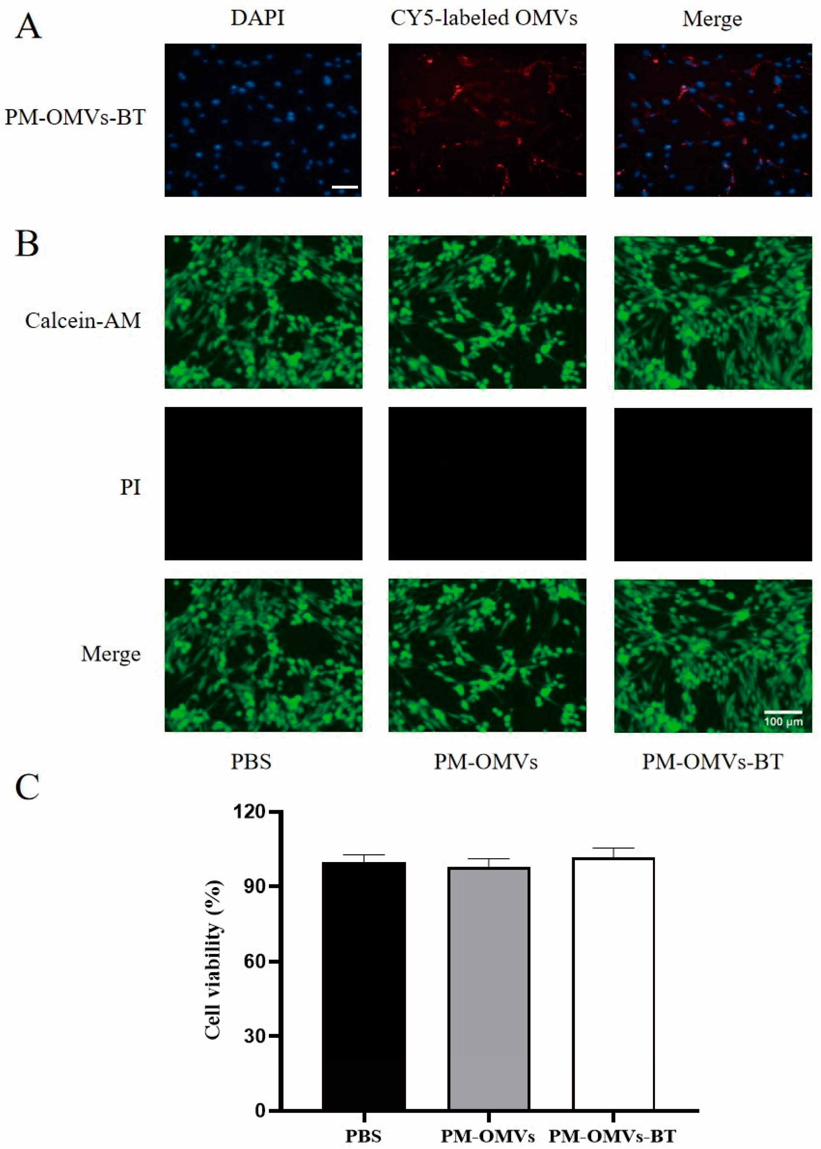 Biomedicines 13 00847 g003