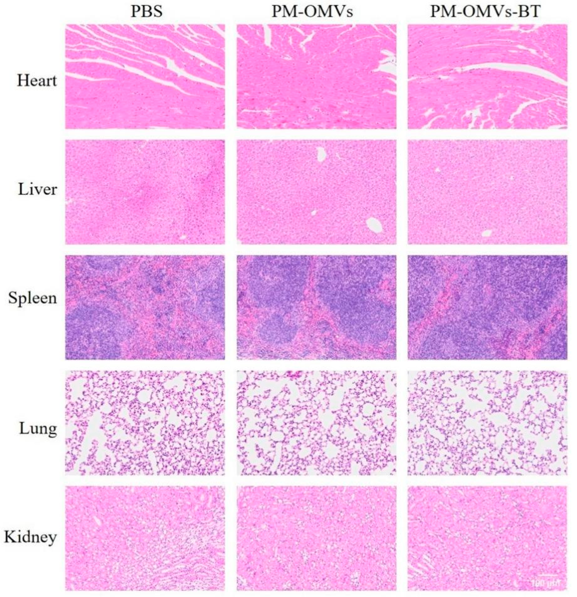 Biomedicines 13 00847 g004