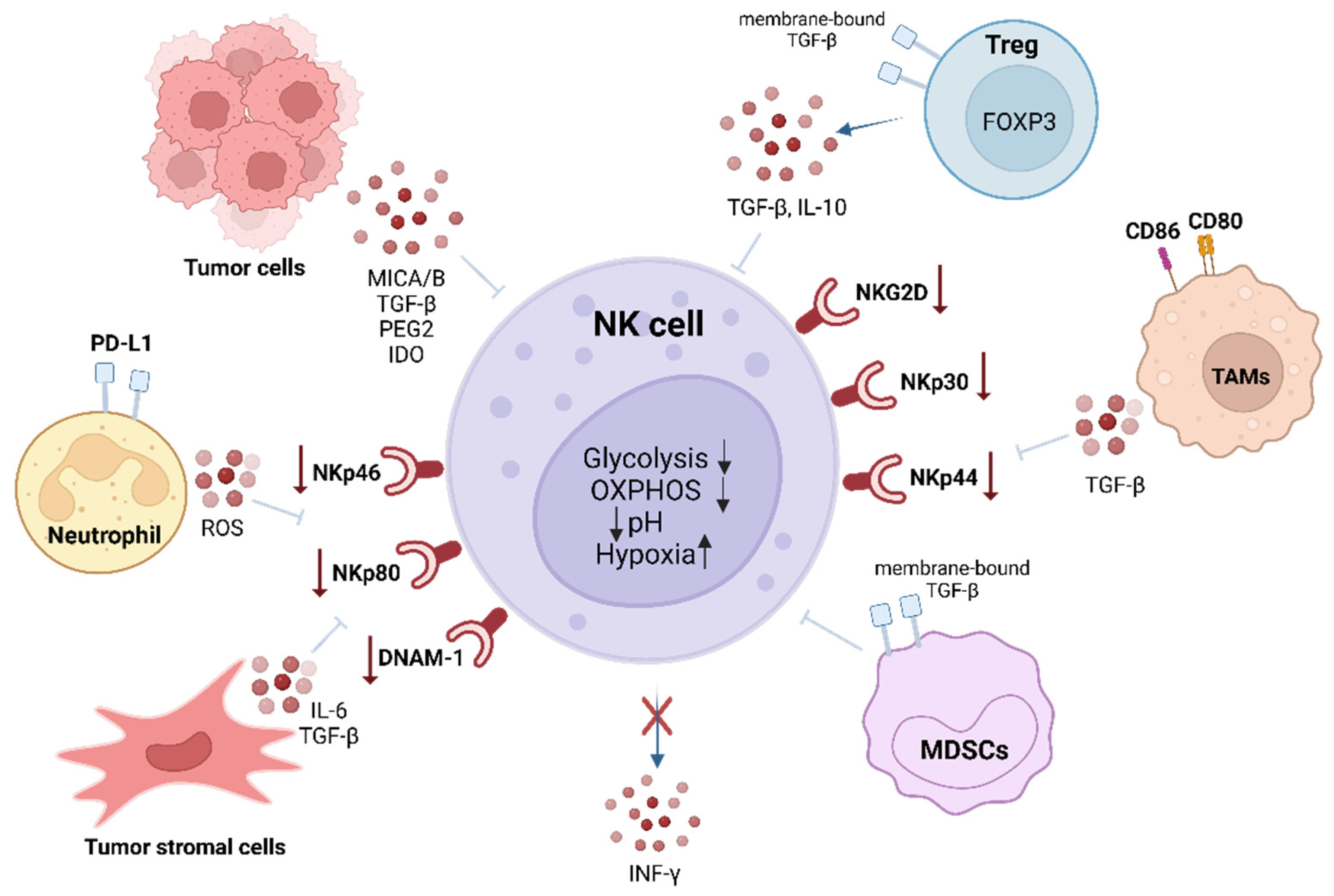 Biomedicines 13 00857 g003