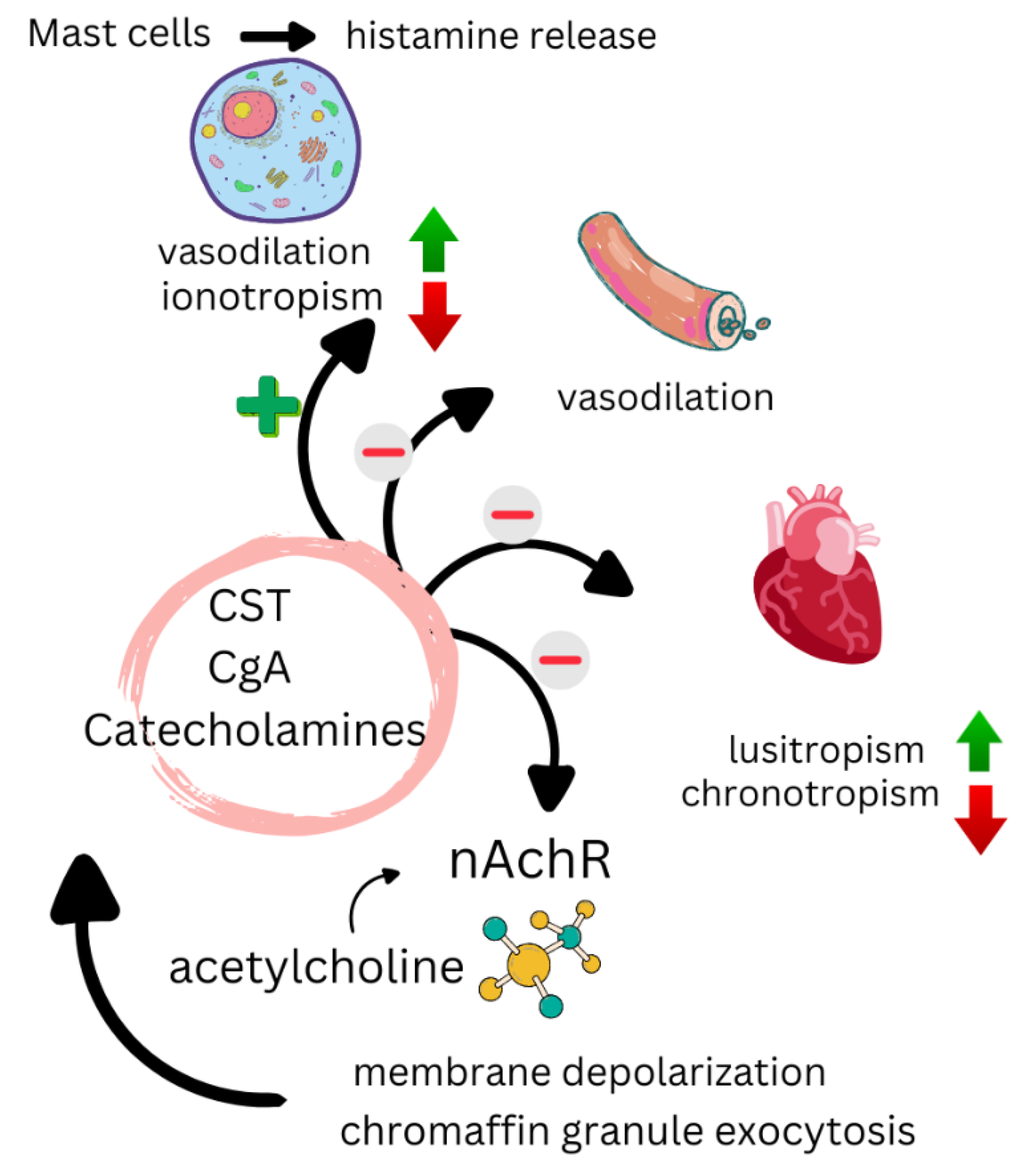 Biomedicines 13 00870 g004