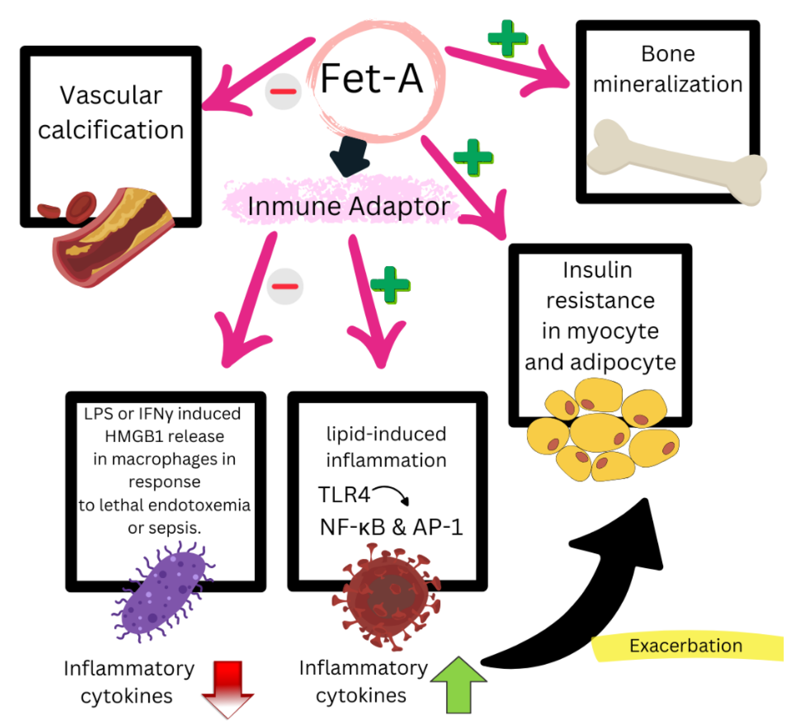 Biomedicines 13 00870 g005