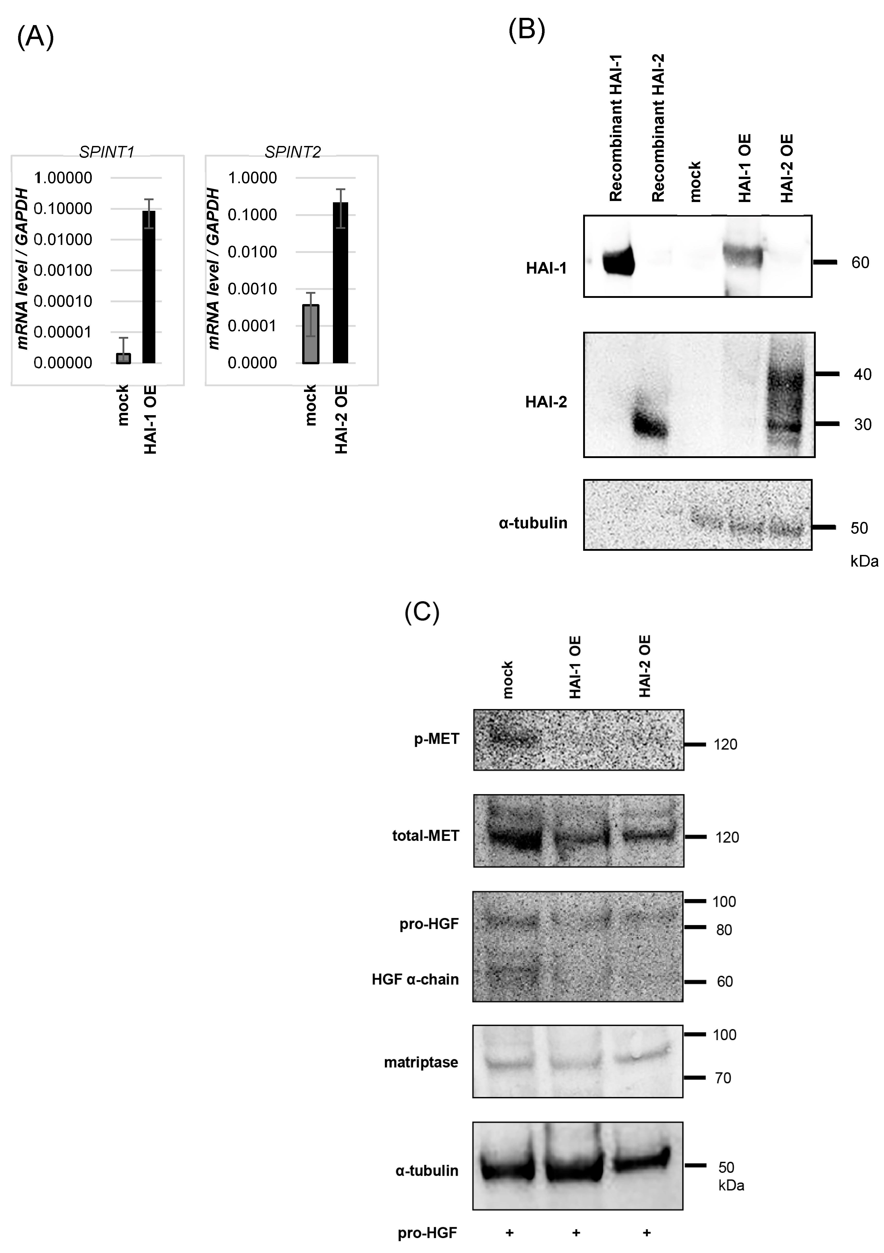 Biomedicines 13 00871 g002