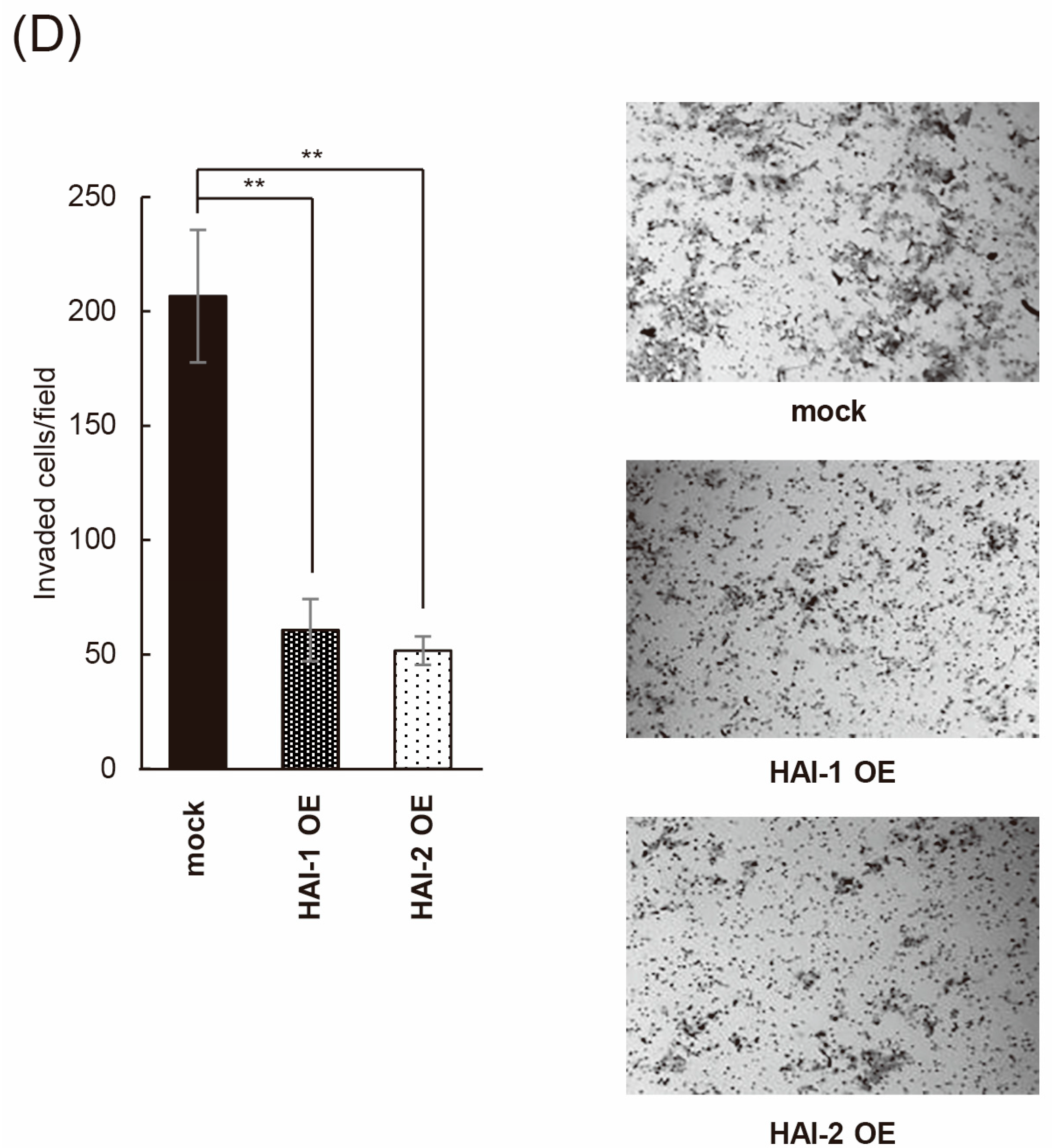 Biomedicines 13 00871 g003b