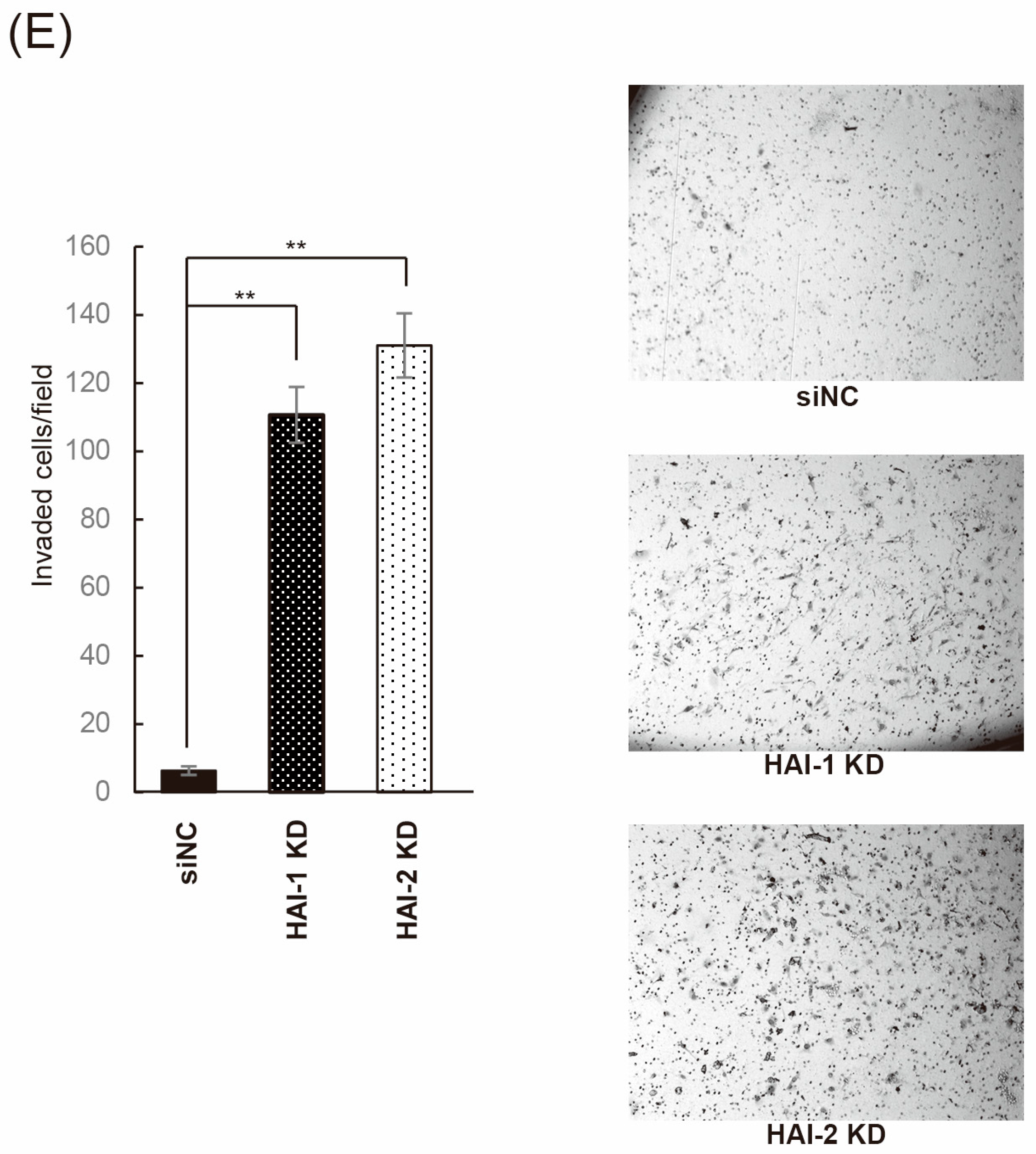 Biomedicines 13 00871 g004b