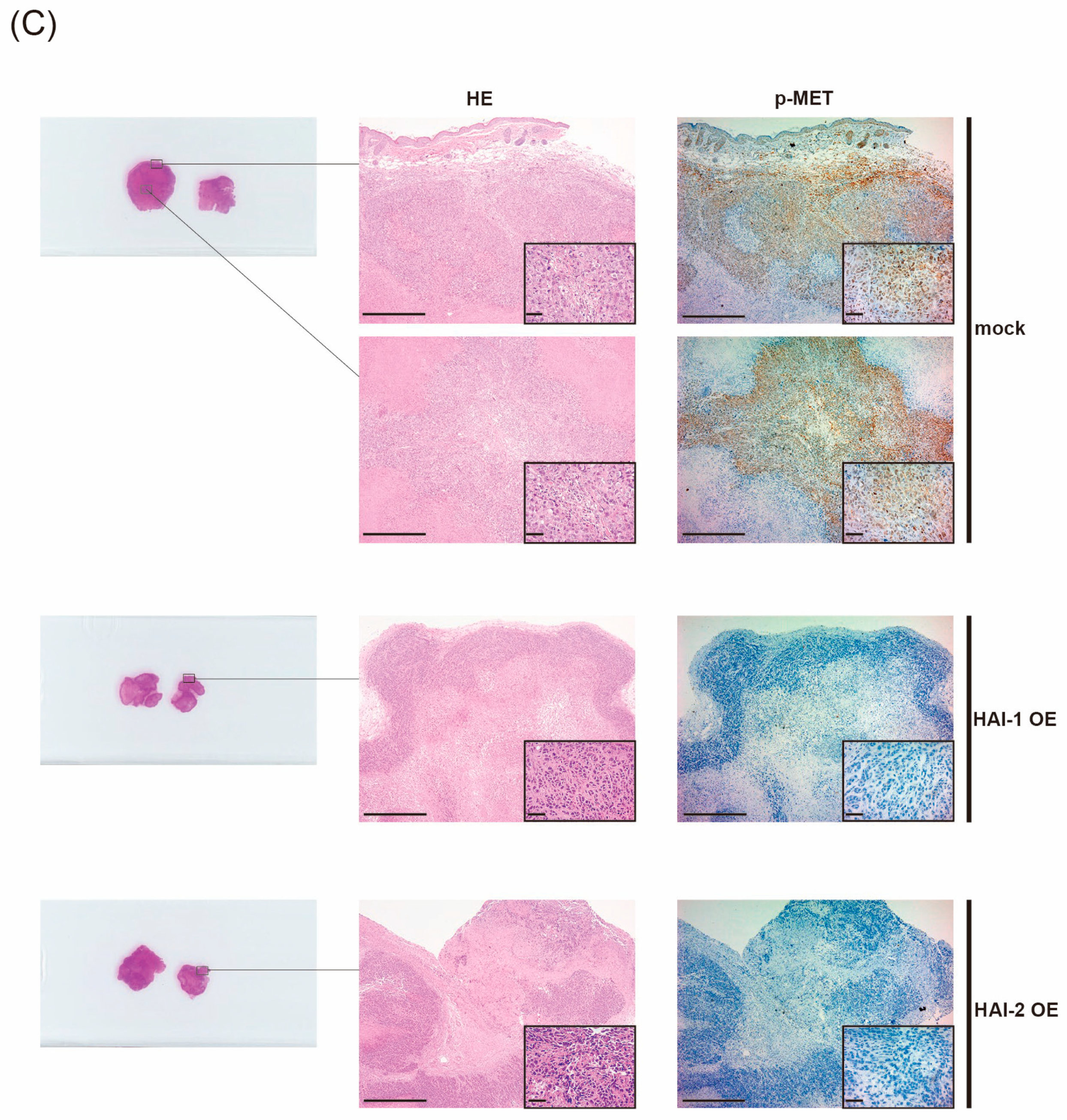 Biomedicines 13 00871 g006b