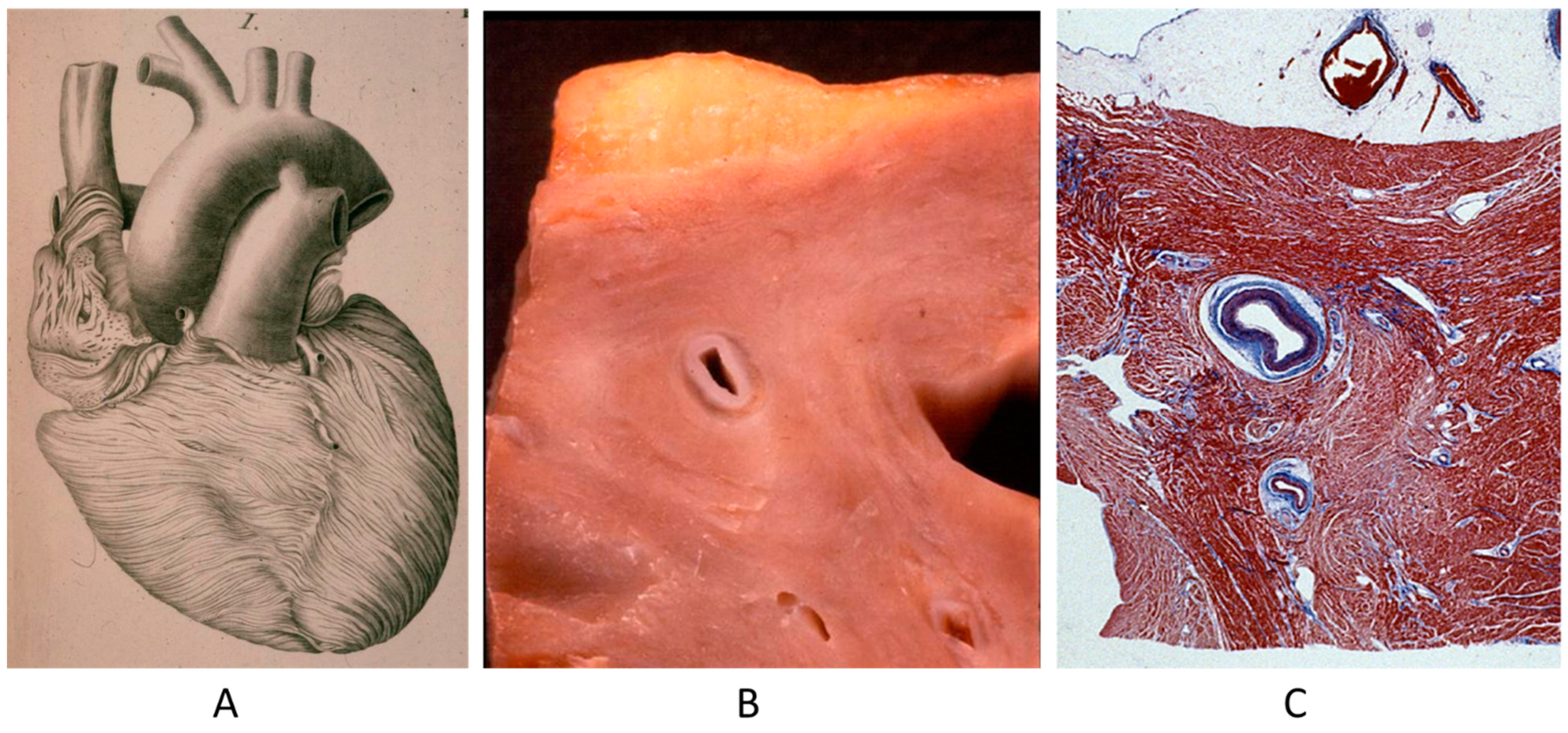 Biomedicines 13 00875 g002 Biomedicines 13 00875 g002