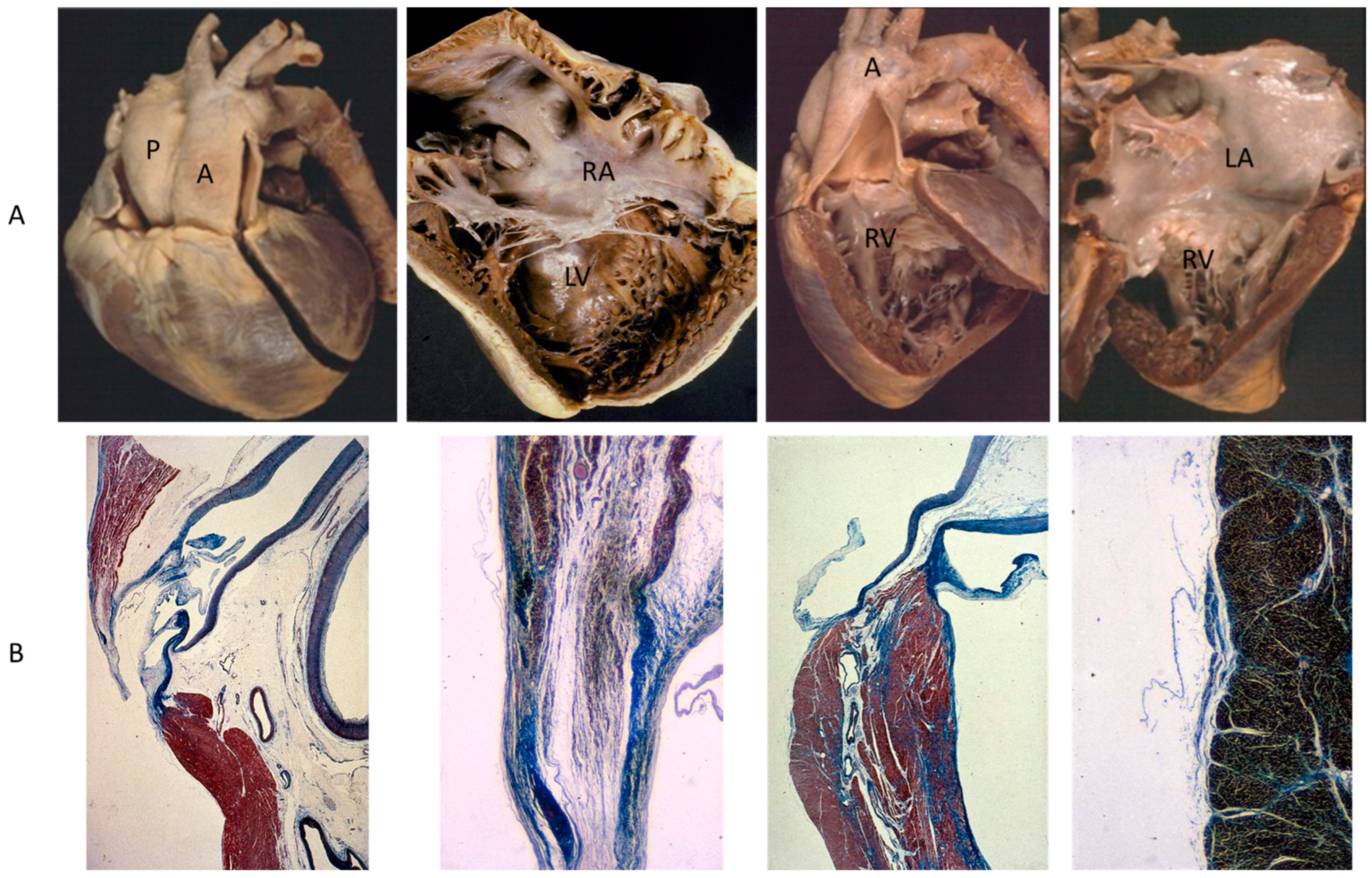 Biomedicines 13 00875 g004 Biomedicines 13 00875 g004