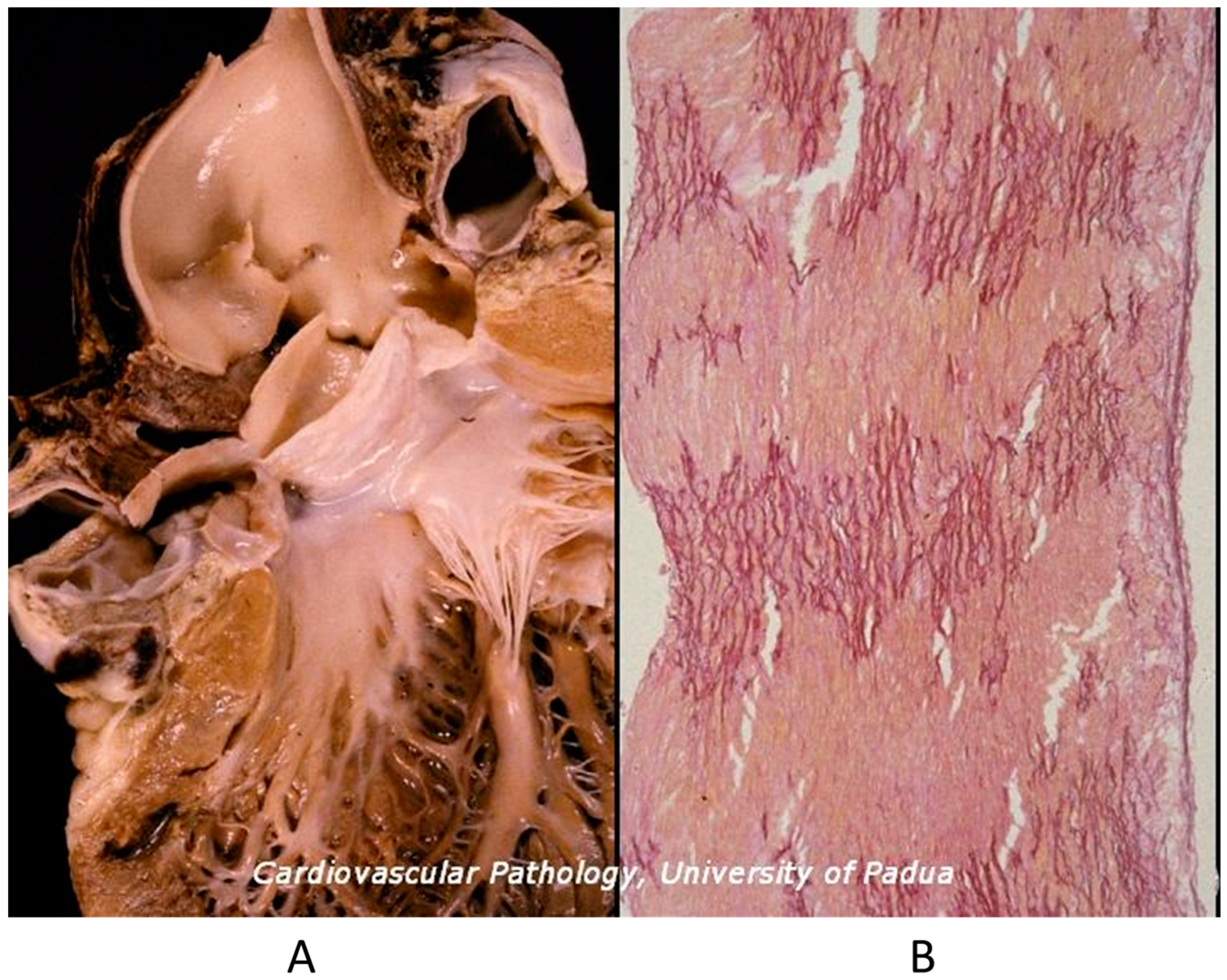 Biomedicines 13 00875 g009 Biomedicines 13 00875 g009