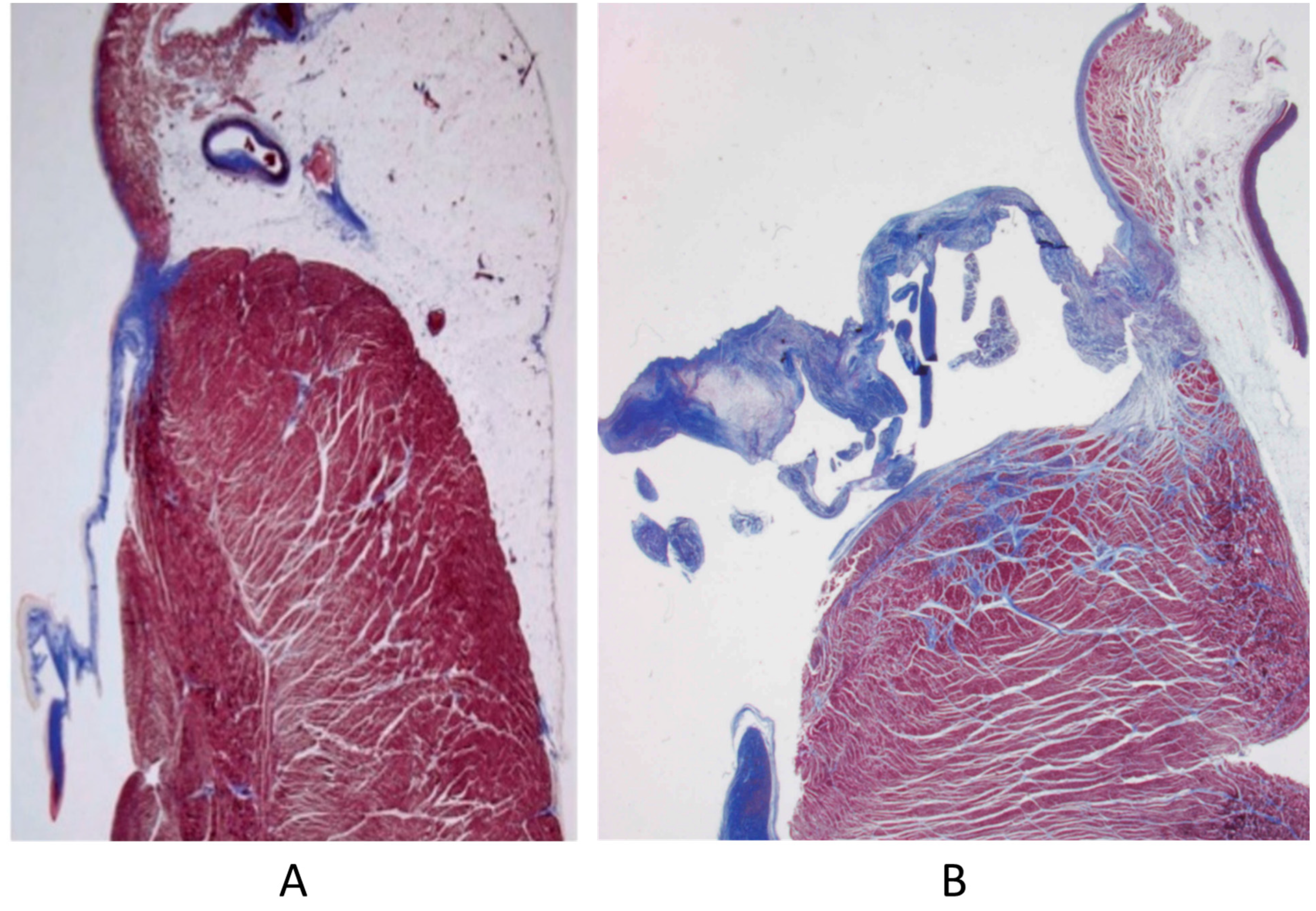 Biomedicines 13 00875 g011 Biomedicines 13 00875 g011