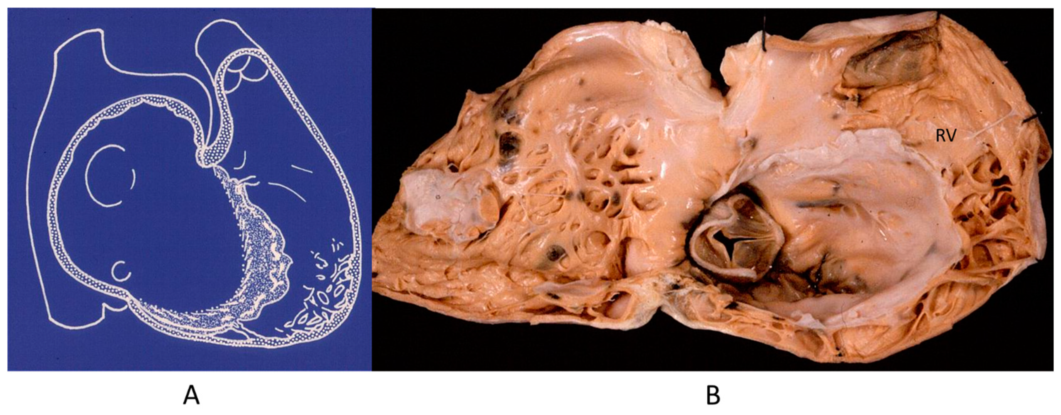 Biomedicines 13 00875 g012 Biomedicines 13 00875 g012