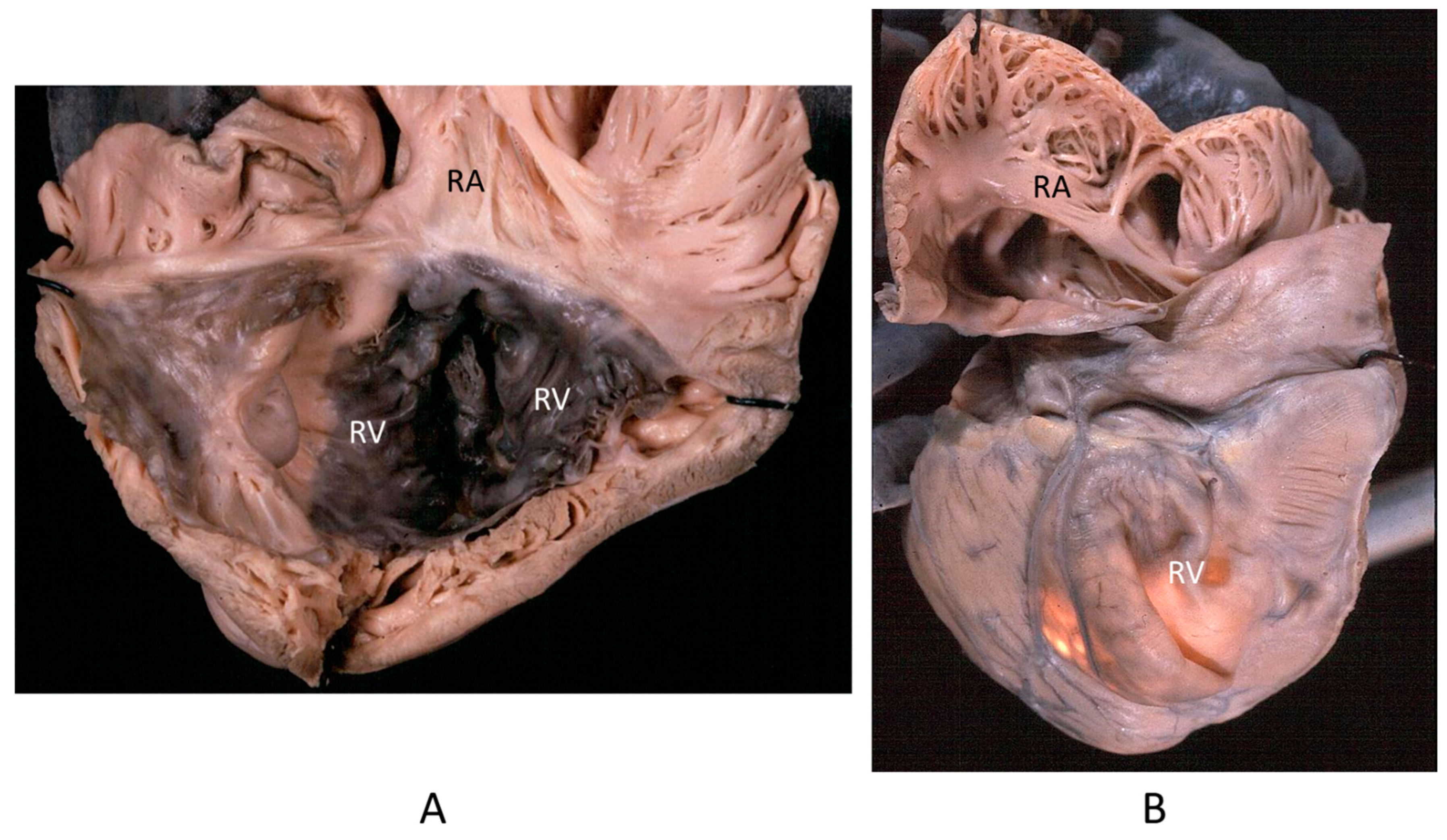 Biomedicines 13 00875 g014 Biomedicines 13 00875 g014