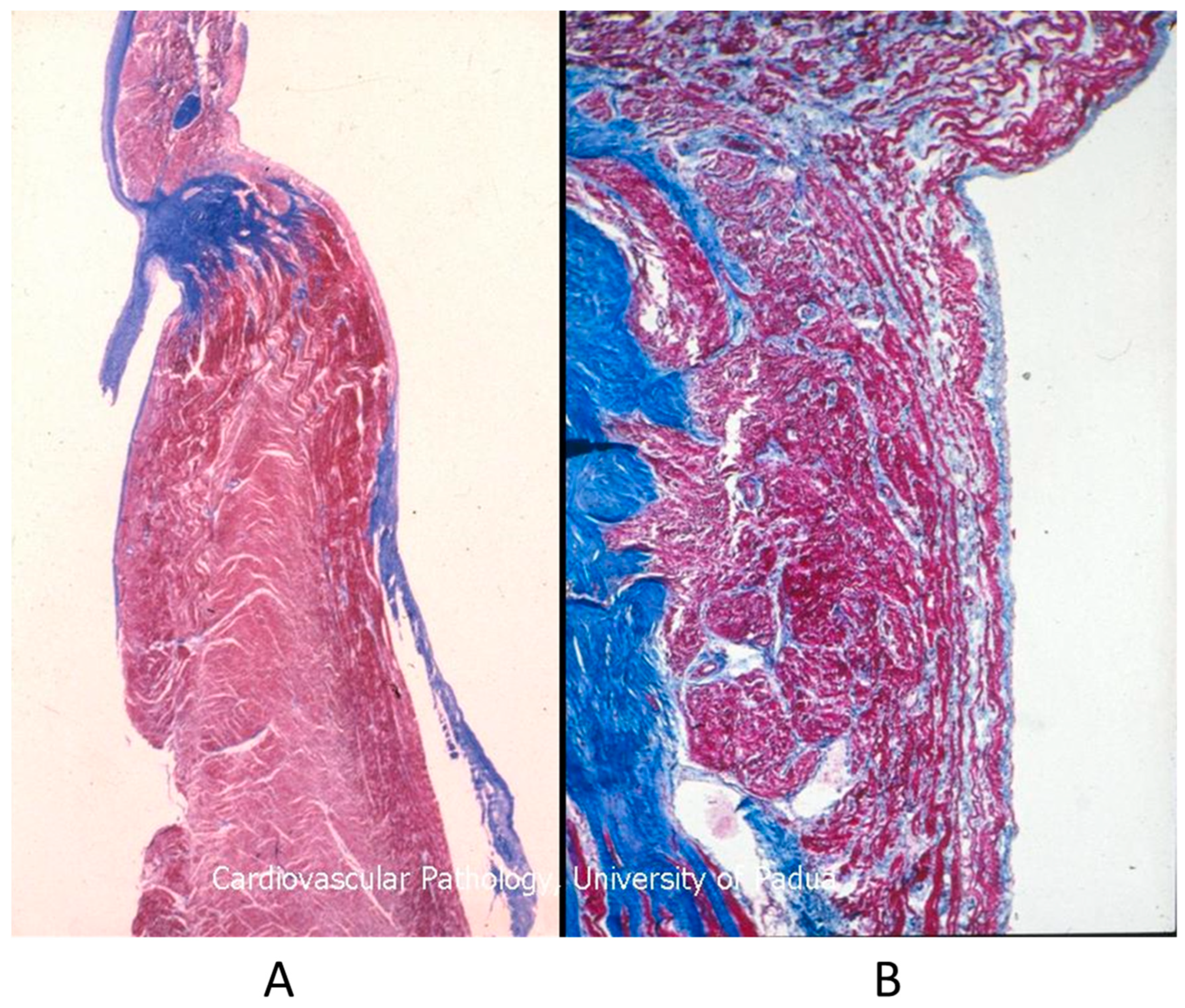 Biomedicines 13 00875 g015 Biomedicines 13 00875 g015