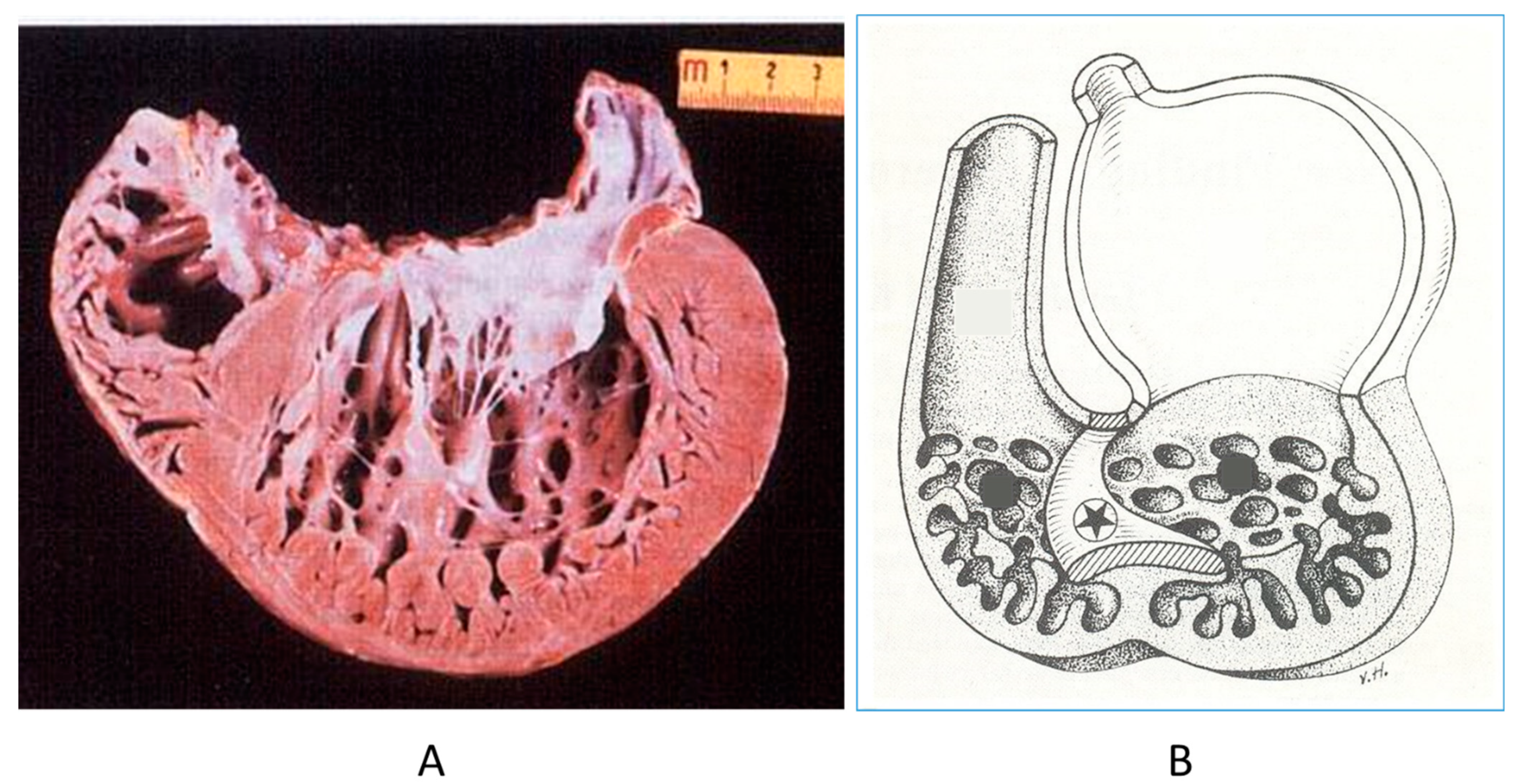 Biomedicines 13 00875 g016 Biomedicines 13 00875 g016