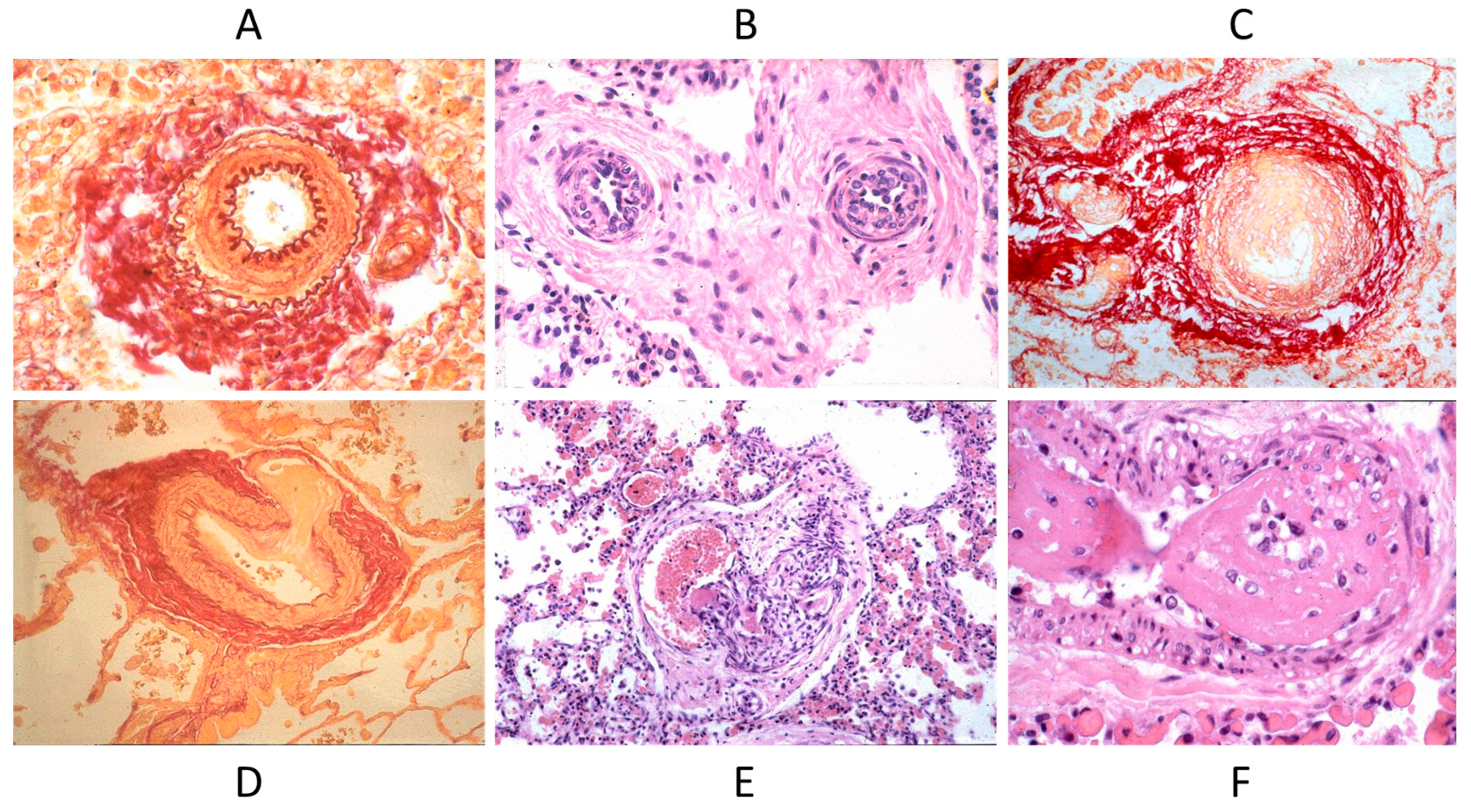 Biomedicines 13 00875 g017 Biomedicines 13 00875 g017